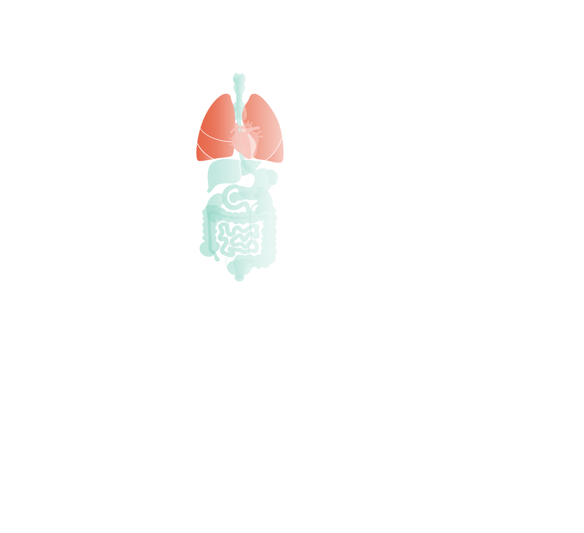Diagram of human internal organs highlighting the lungs, heart, stomach, and intestines.