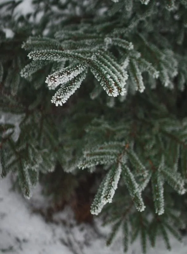 The DOs and DON’Ts of Cutting Down Your Christmas Tree!