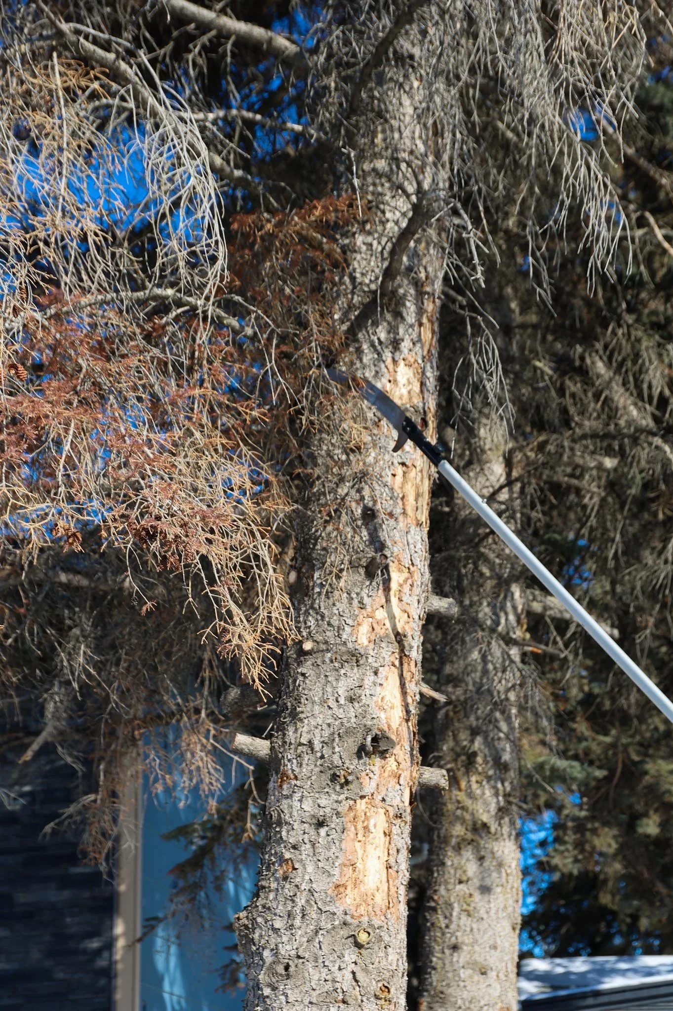 What to Check on Your Trees After Winter in Fort St. John