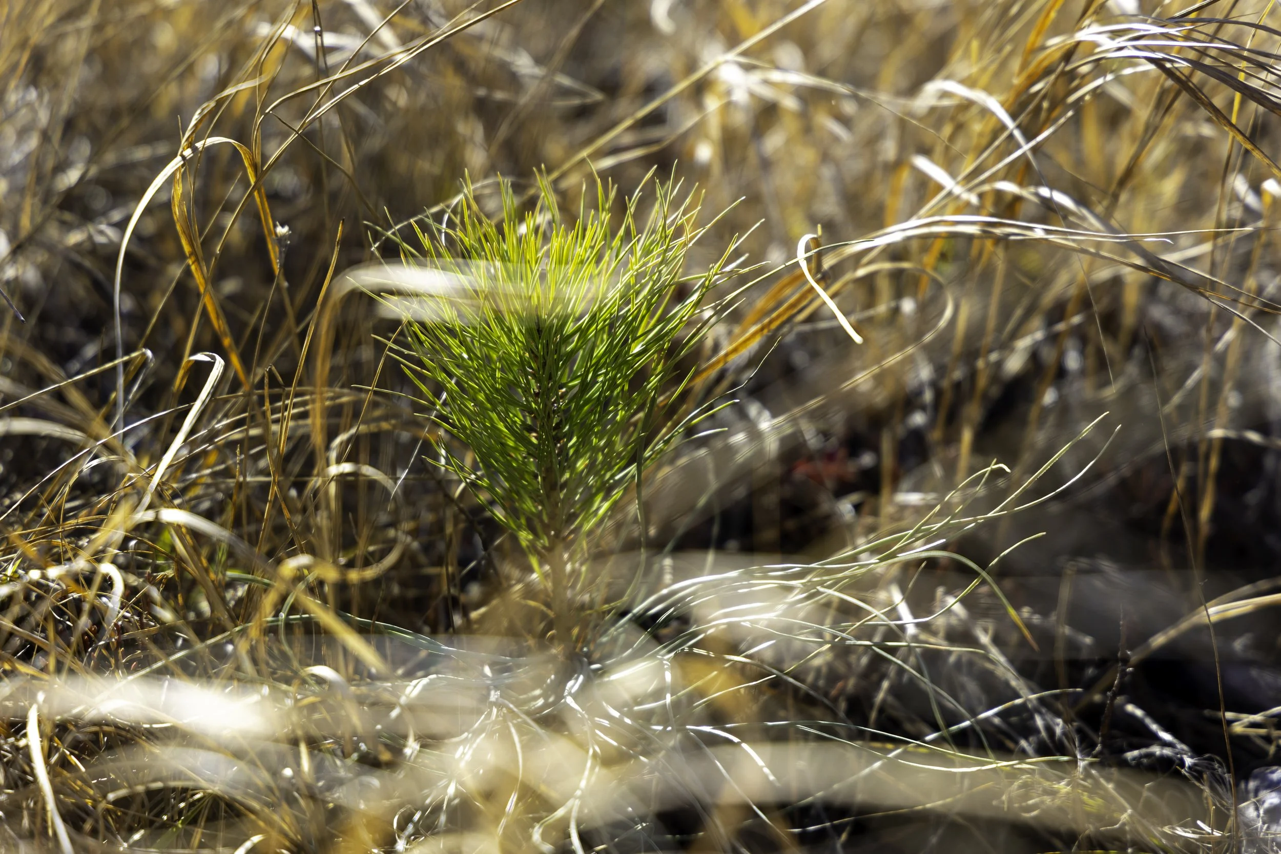 Rector Reforestation-15.jpg