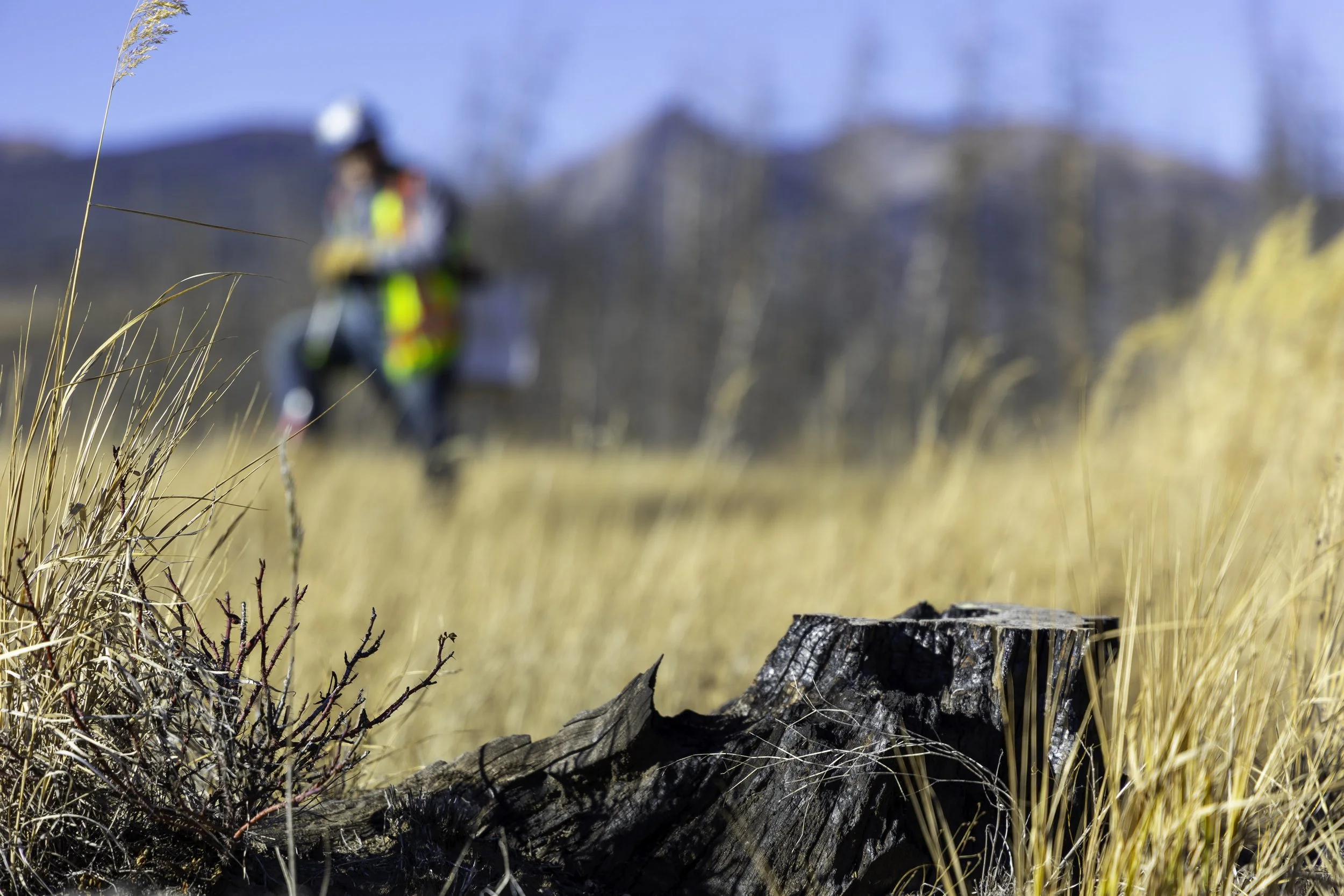 Rector Reforestation-10.jpg