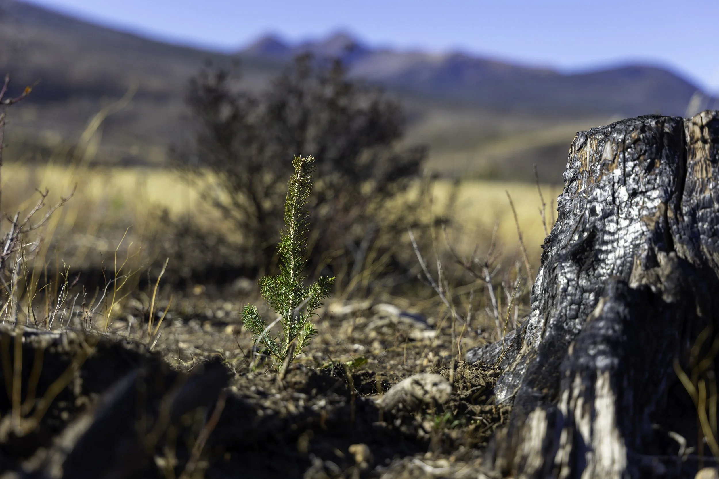 Rector Reforestation-24.jpg