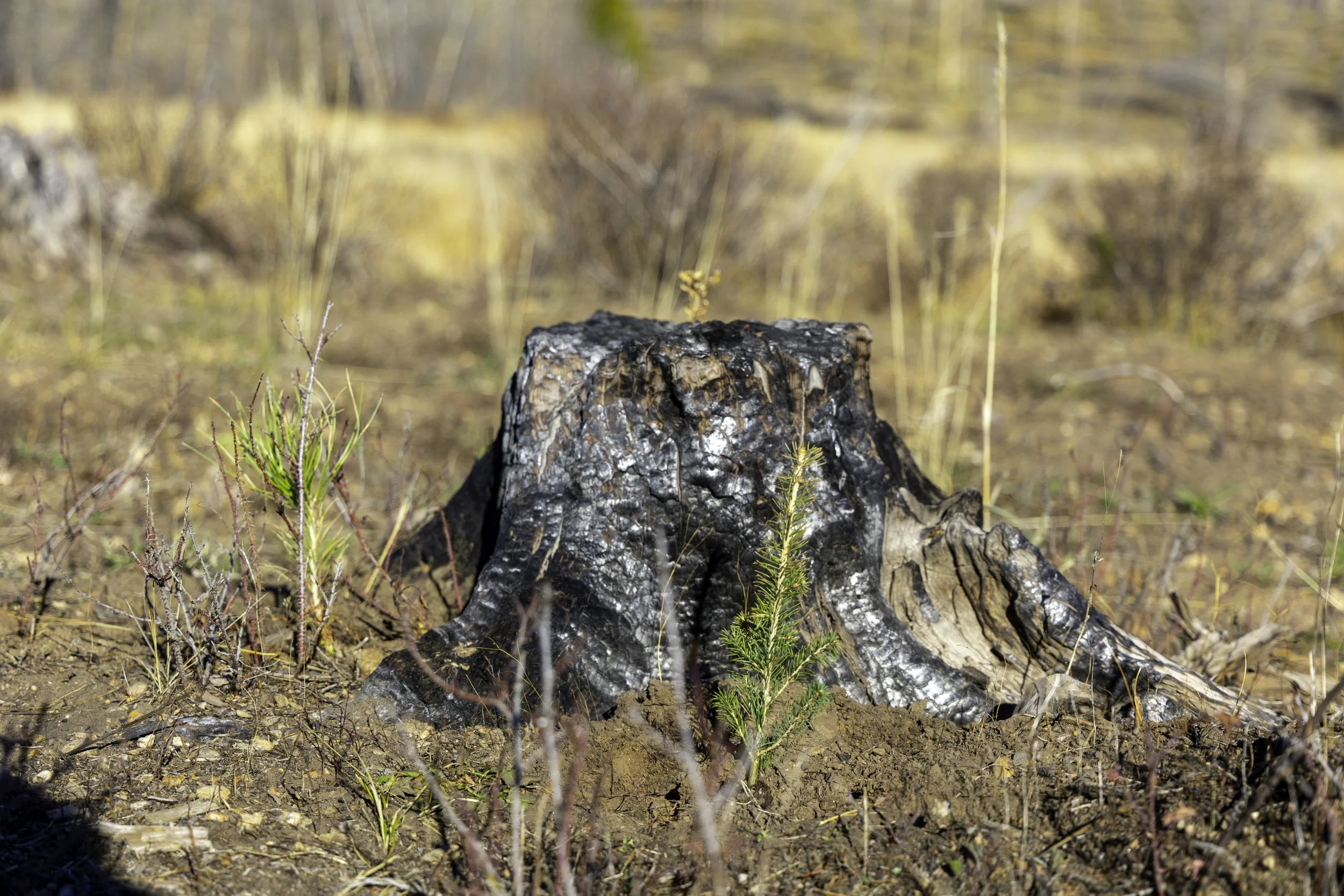 Rector Reforestation-25.jpg