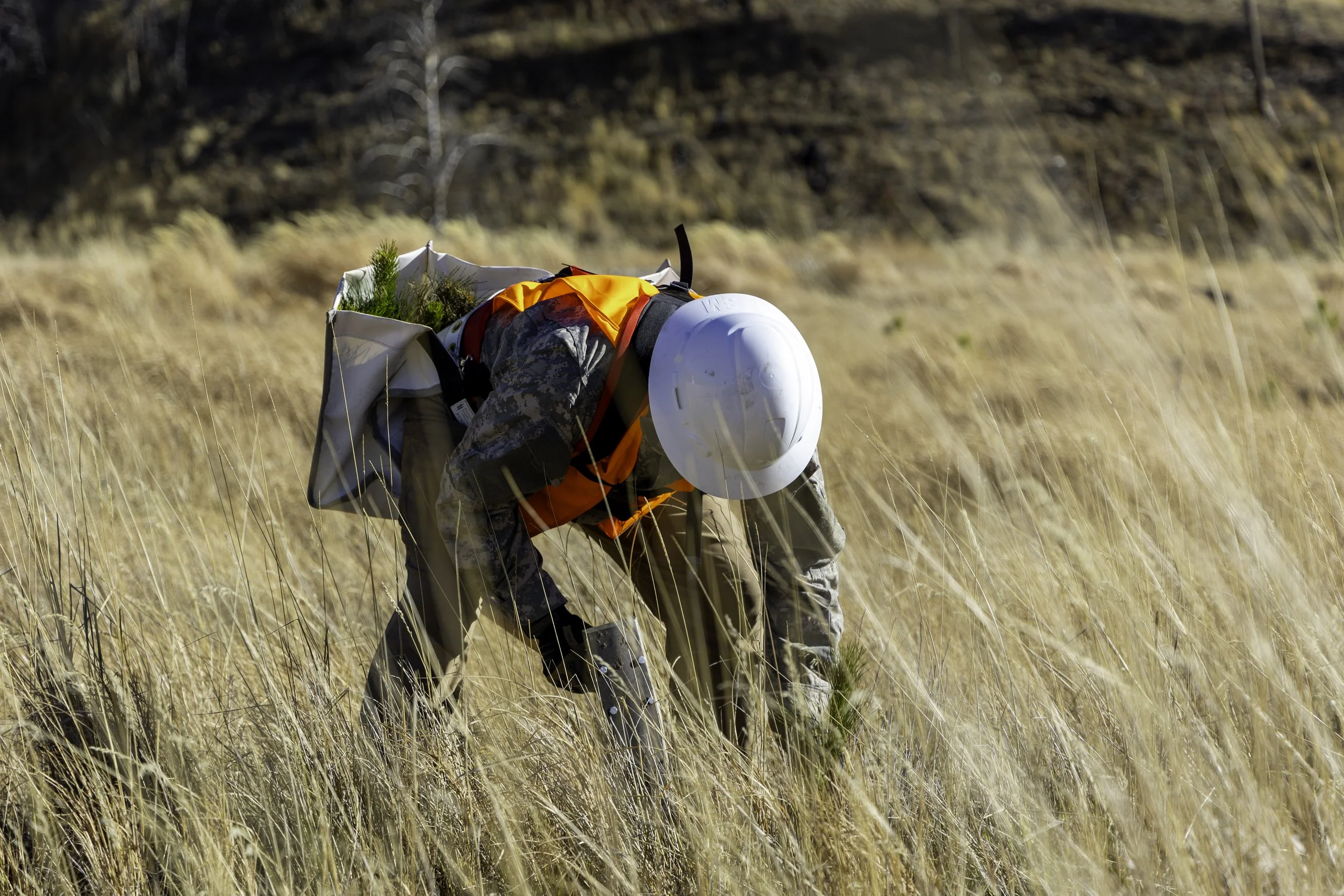 Rector Reforestation-02.jpg