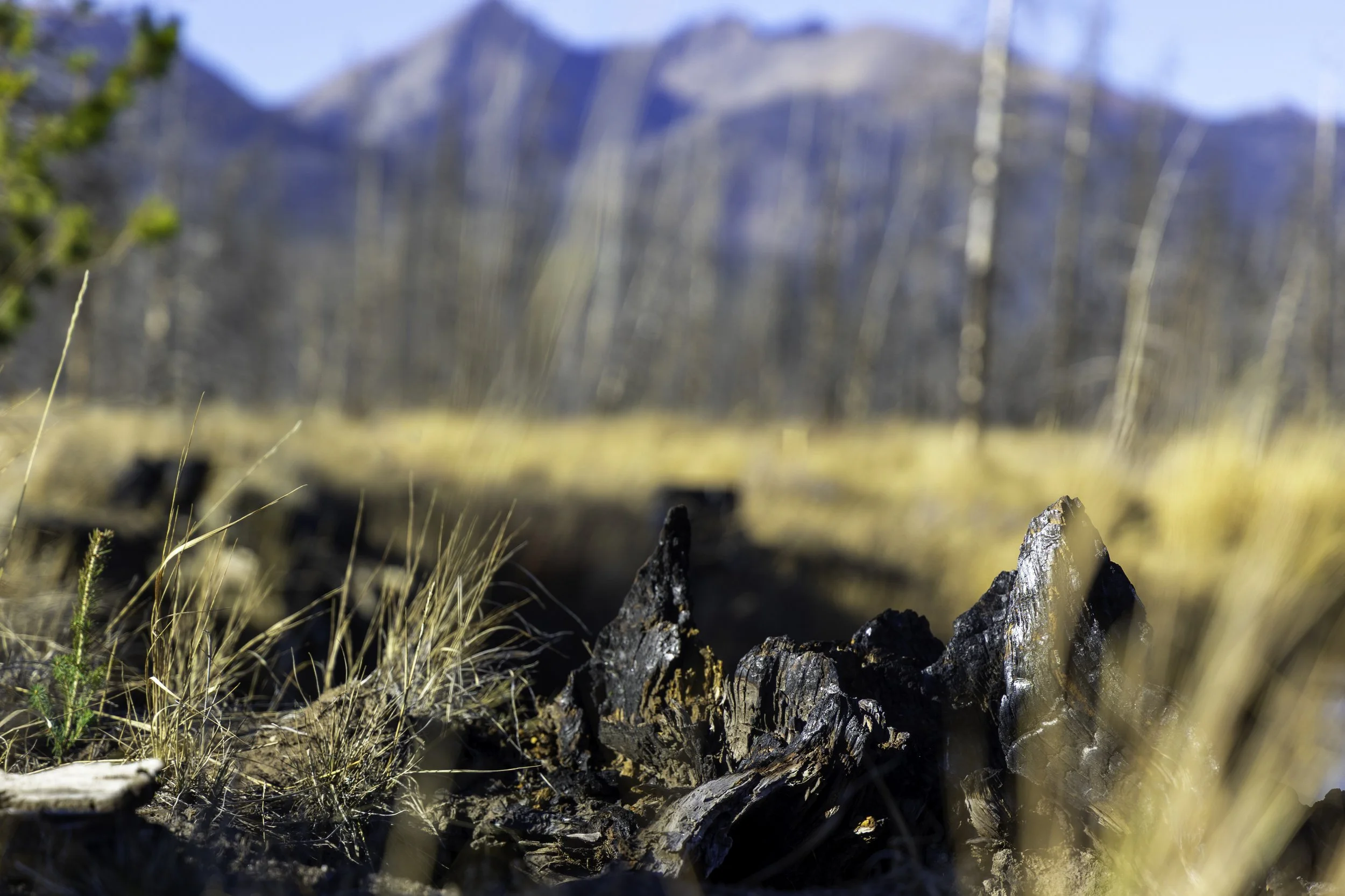 Rector Reforestation-27.jpg