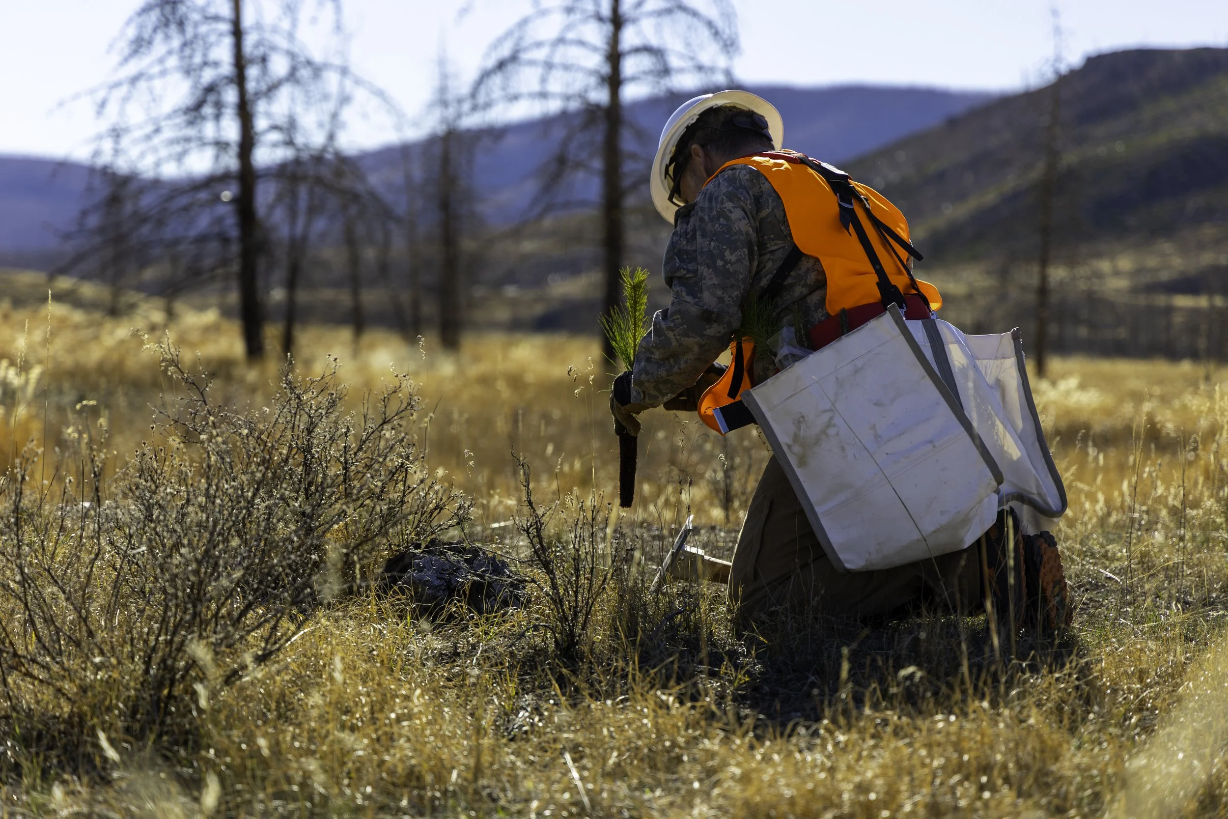 Rector Reforestation-06.jpg