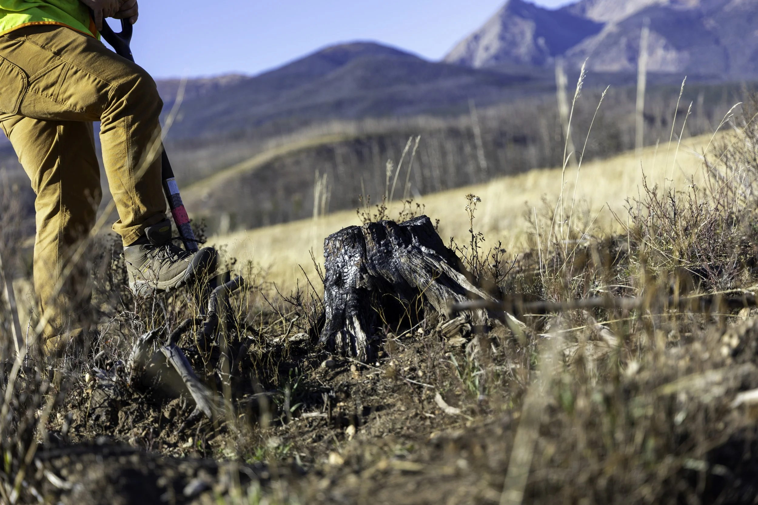 Rector Reforestation-21.jpg