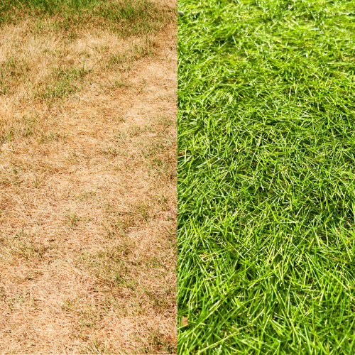 The #1 Thing That Kills Texas Lawns: Watering