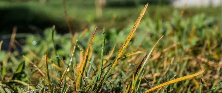 Lawn Disease Control In Plano TX | Lawn Disease Treatment