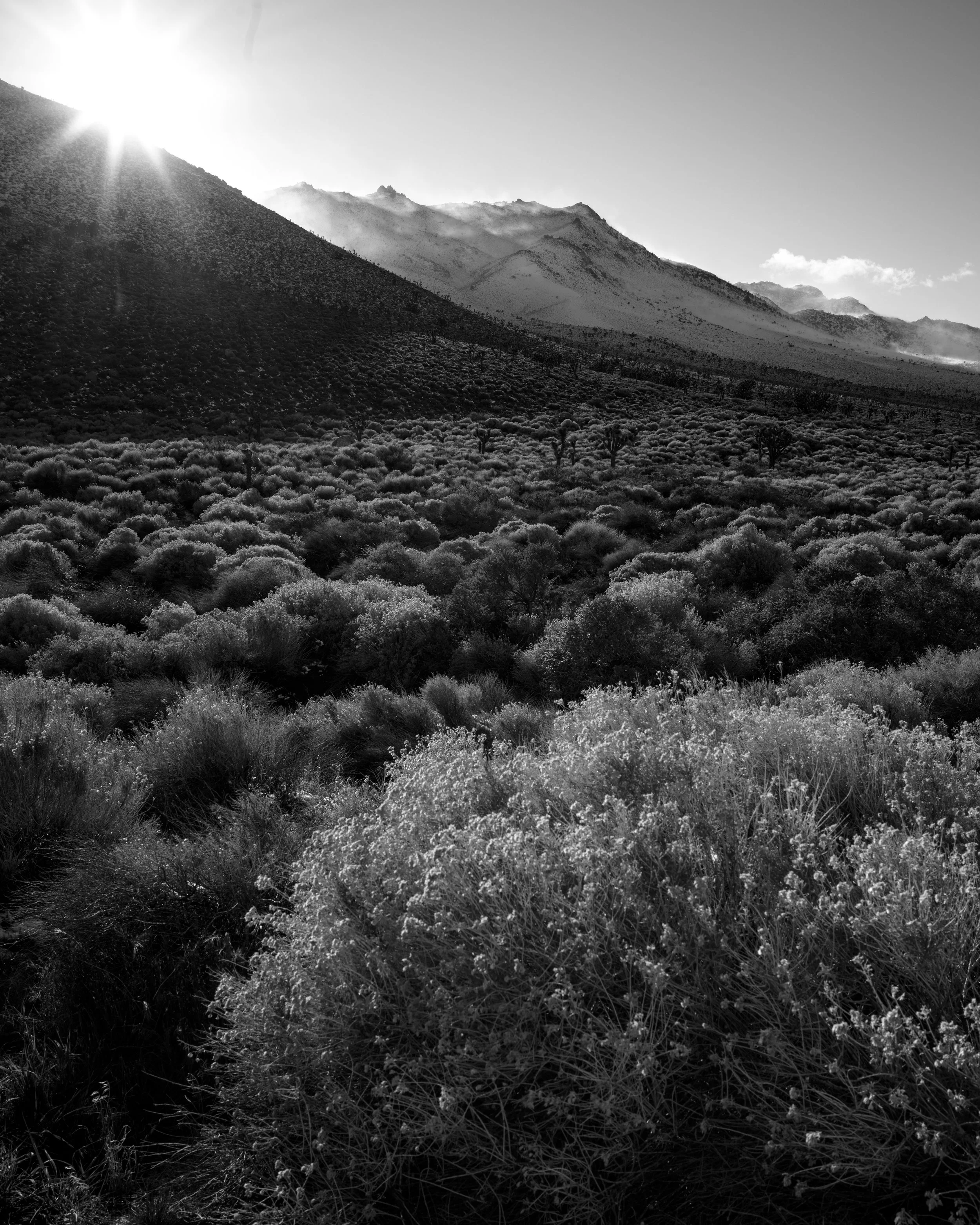 Eastern_Sierras-01281.jpg