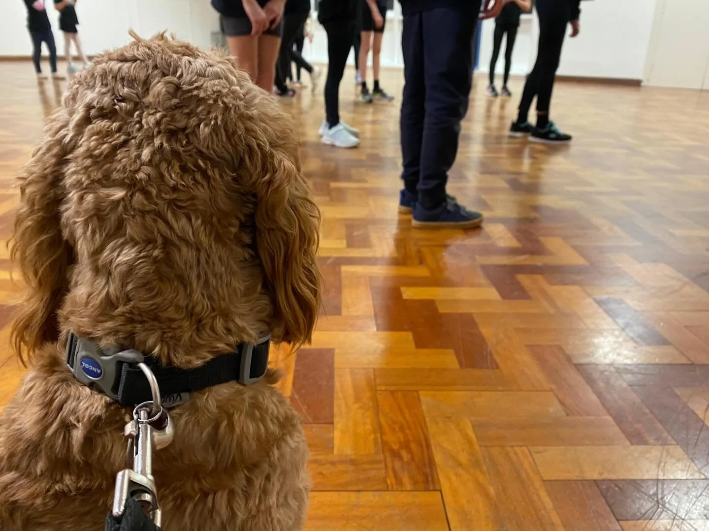 Our Dance combo class &amp; older Ballet Moves class had a special visitor today for 5 minutes.  Hearing dog in training Merlin popped in to watch a dance class - he was a very good boy and sat nicely but his waggy tail and &lsquo;singing&rsquo; did 