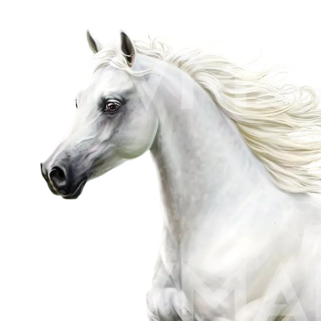 White+Horse.jpg