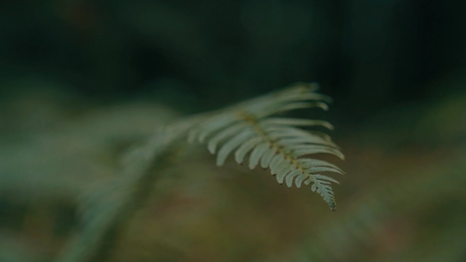 Untitled_1.26.1.jpg
