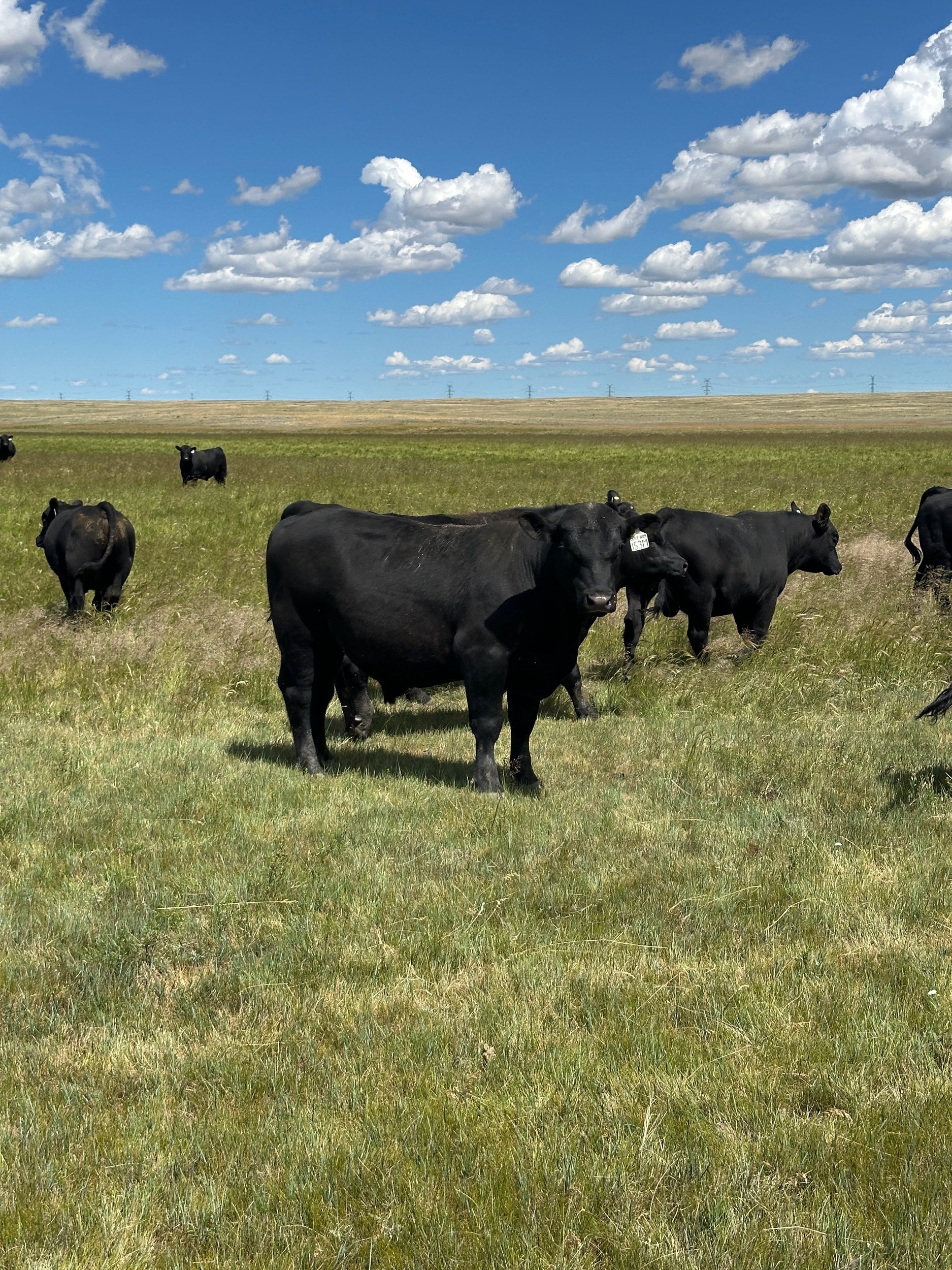 A herd of black cows grazing on a grassy field under a bright blue sky with scattered white clouds.
