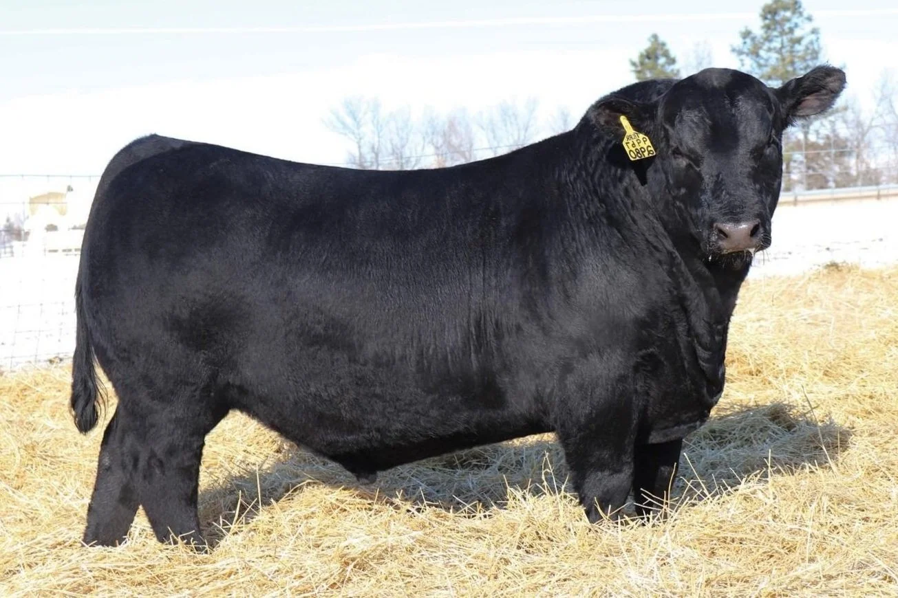 Black cow standing on hay outdoors with a yellow ear tag.