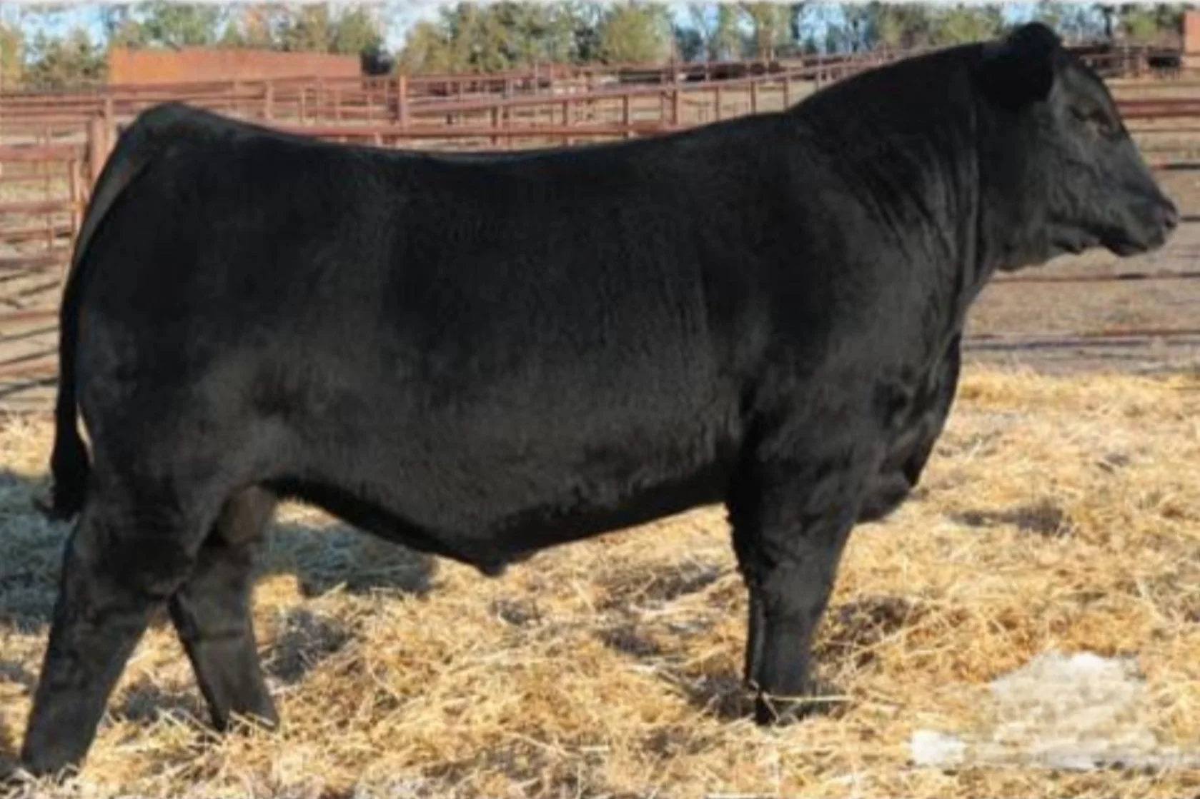 A black cow standing on a dirt and straw-covered ground in a fenced outdoor area.