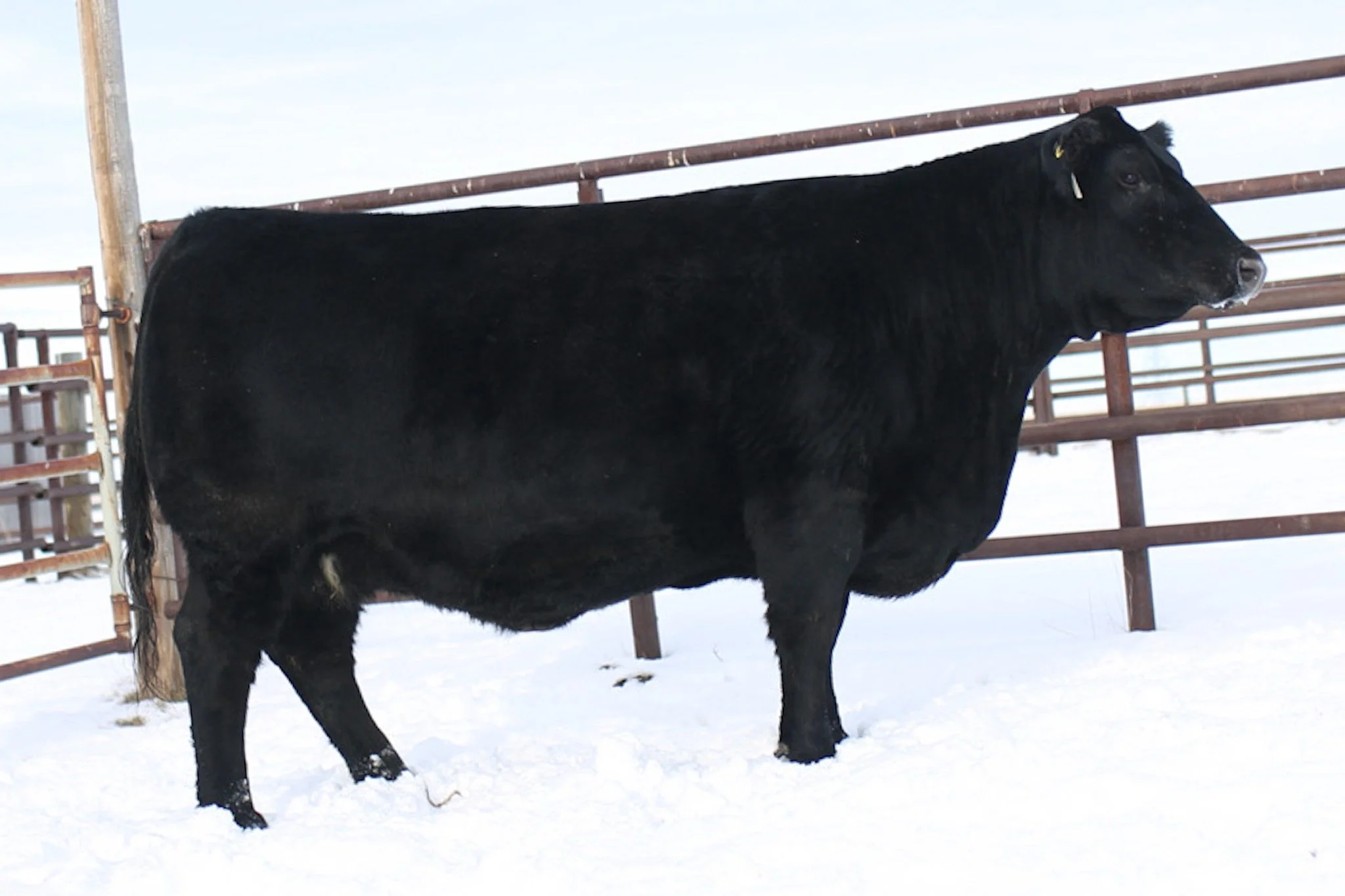 A black cow standing in a snowy outdoor area with a metal fence in the background.
