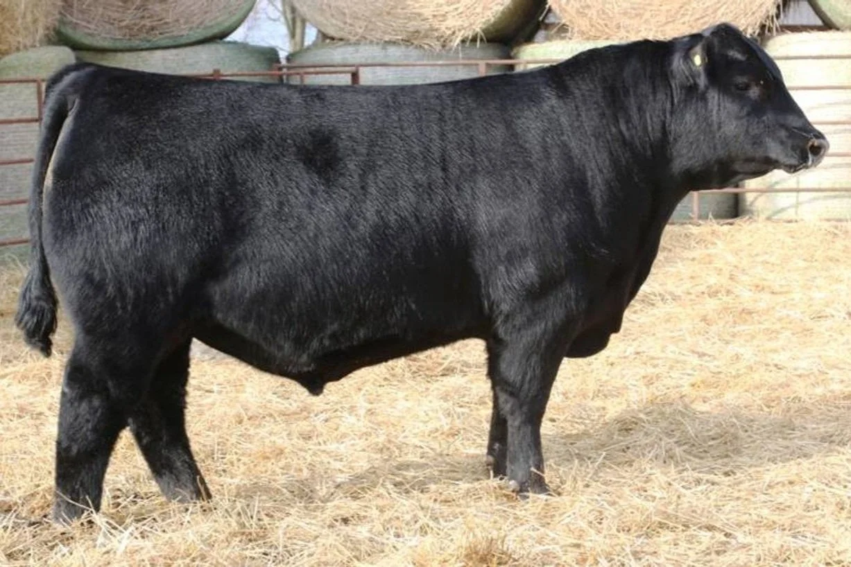 A black beef cattle standing in a barn with hay on the ground and hay bales in the background.