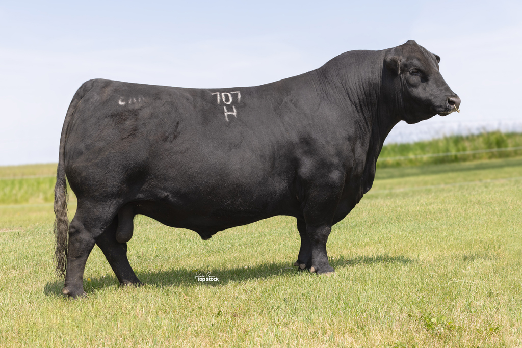 A large black steer standing on green grass with a clear sky in the background.