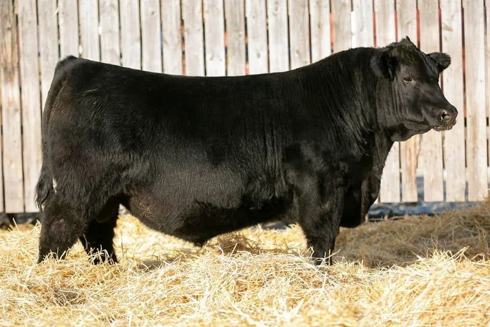 Black cattle standing on straw in front of a wooden fence.