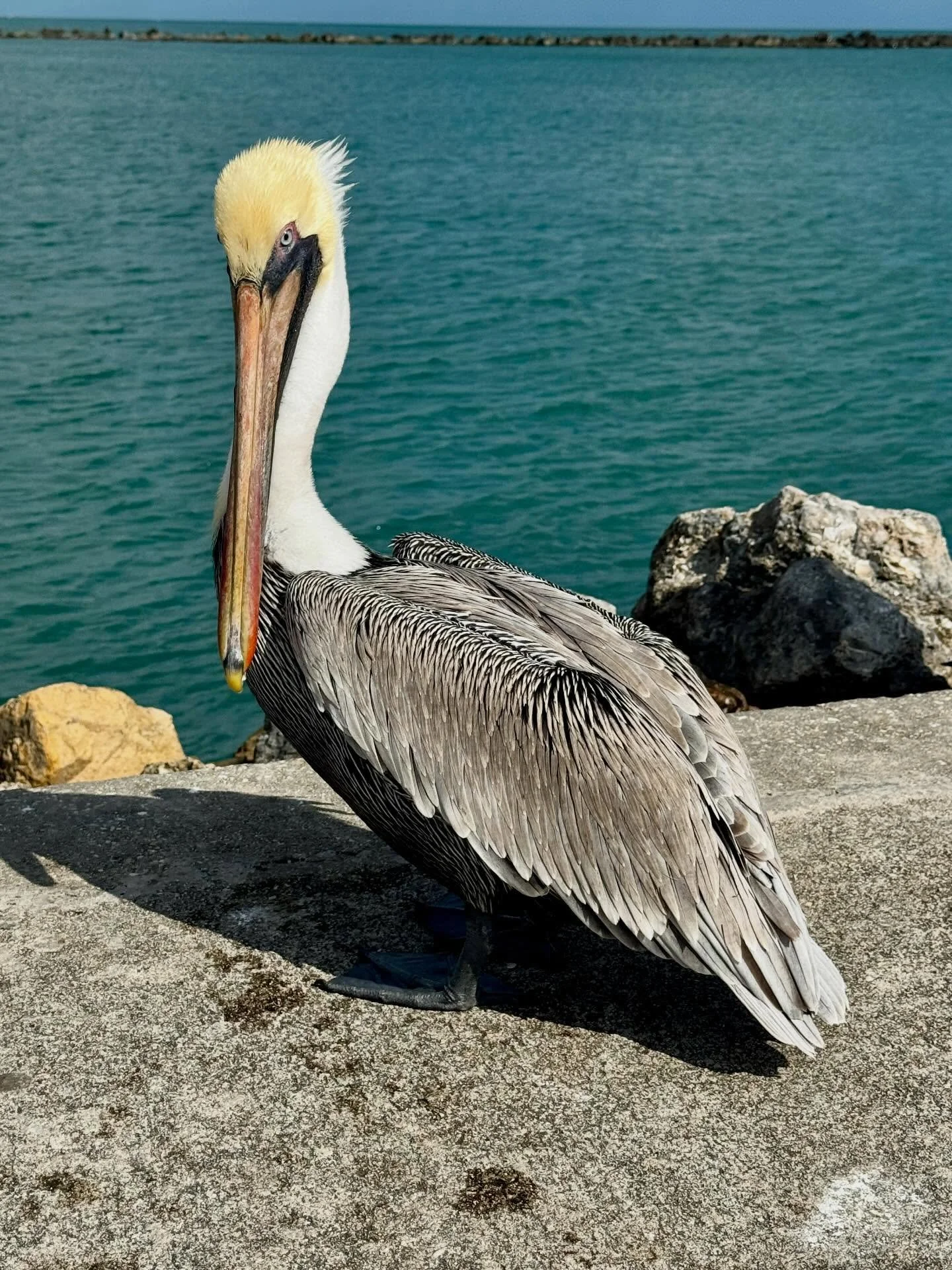 So this pelican walks into a bar and the bartender says&hellip;

#dadjoke #dadjokesdaily #pelican #pelicanos #holidayweekend