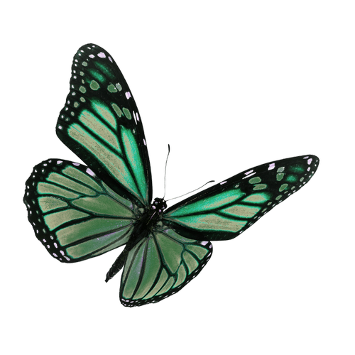 Butterfly 4