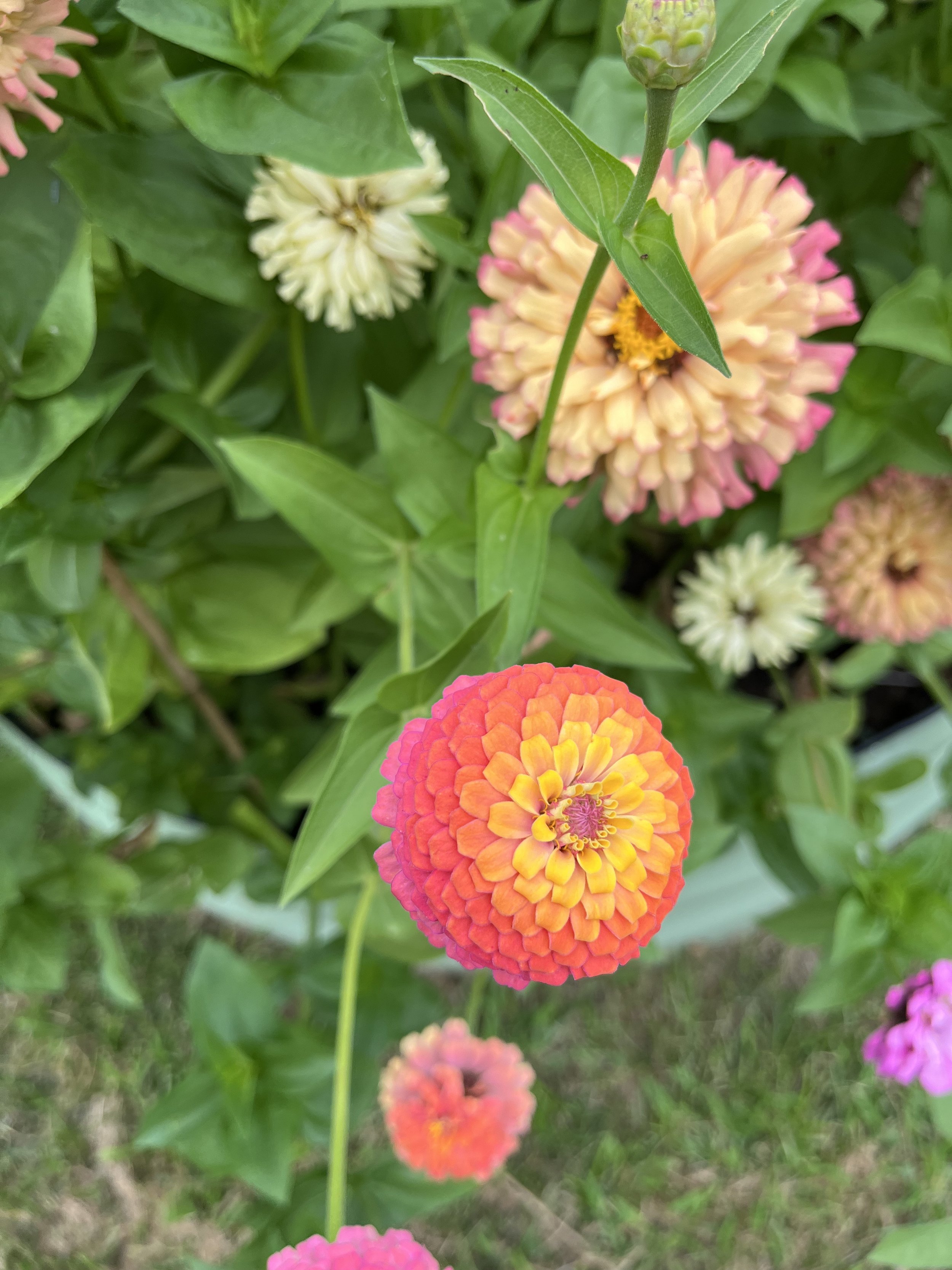 IMG_0653.jpeg