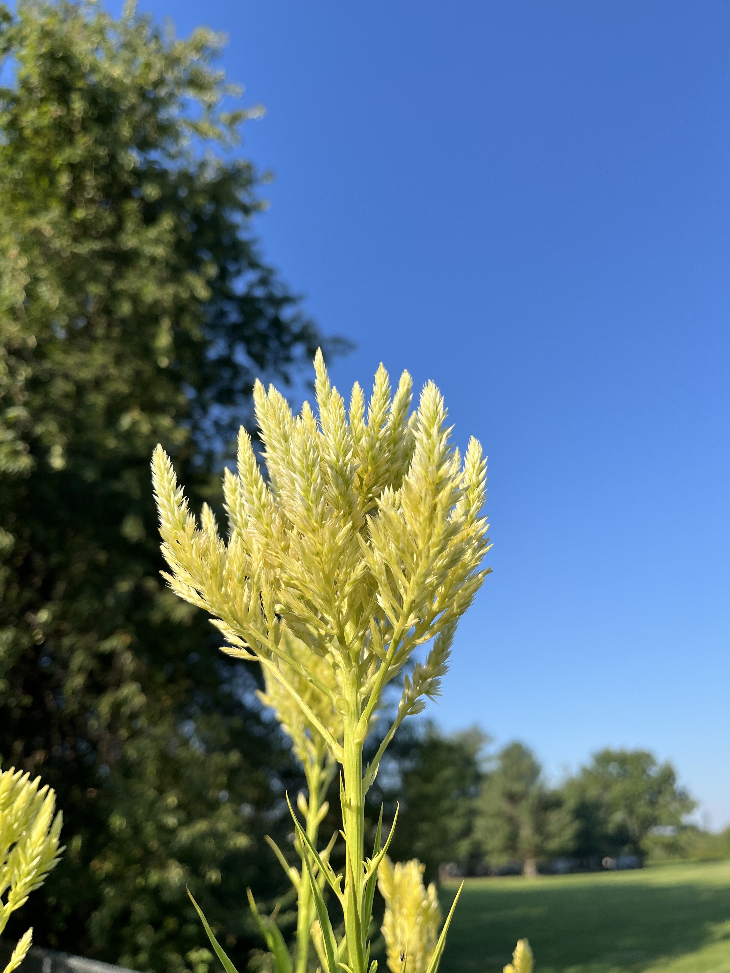 IMG_0912.jpeg