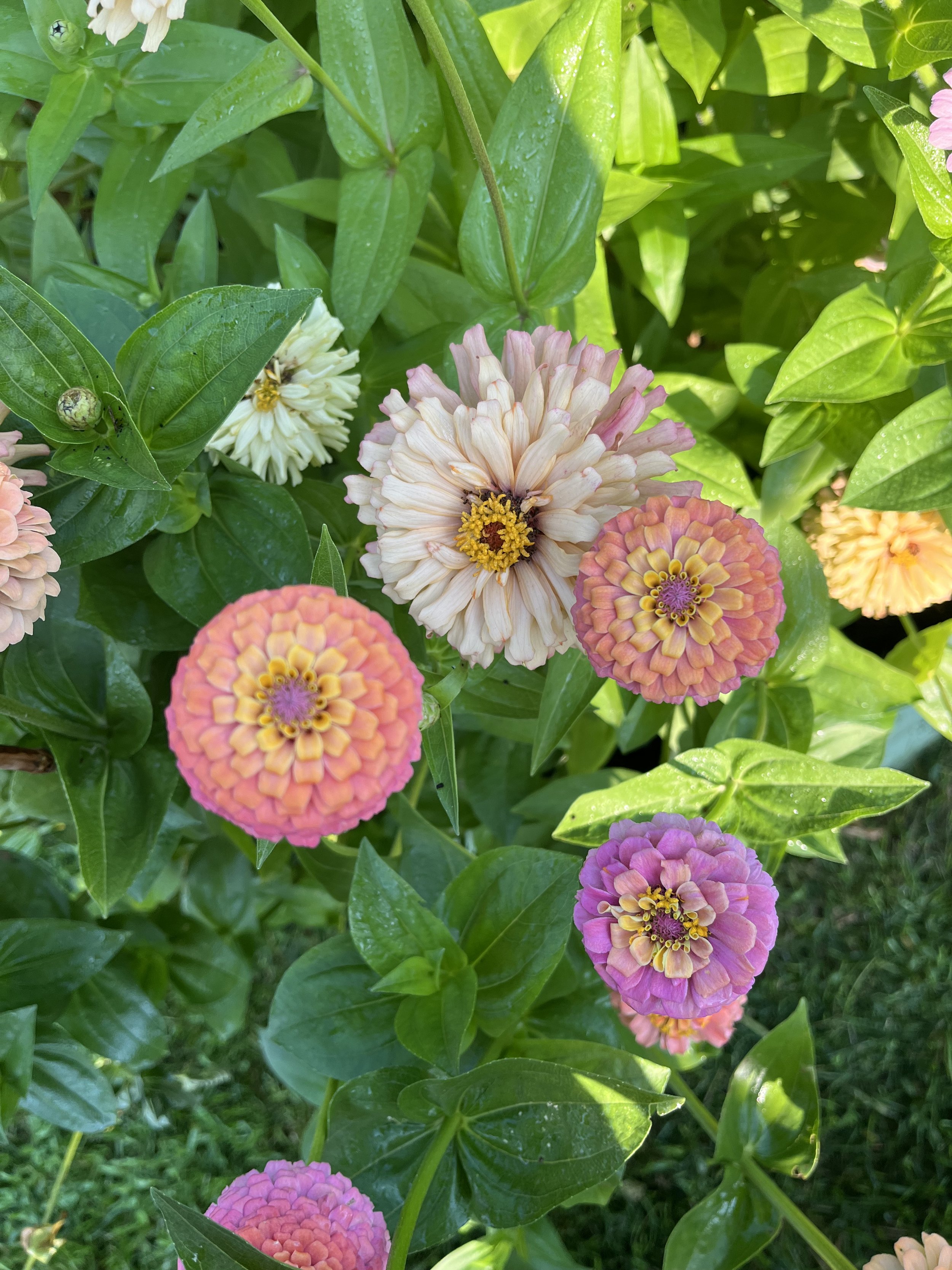 IMG_0597.jpeg