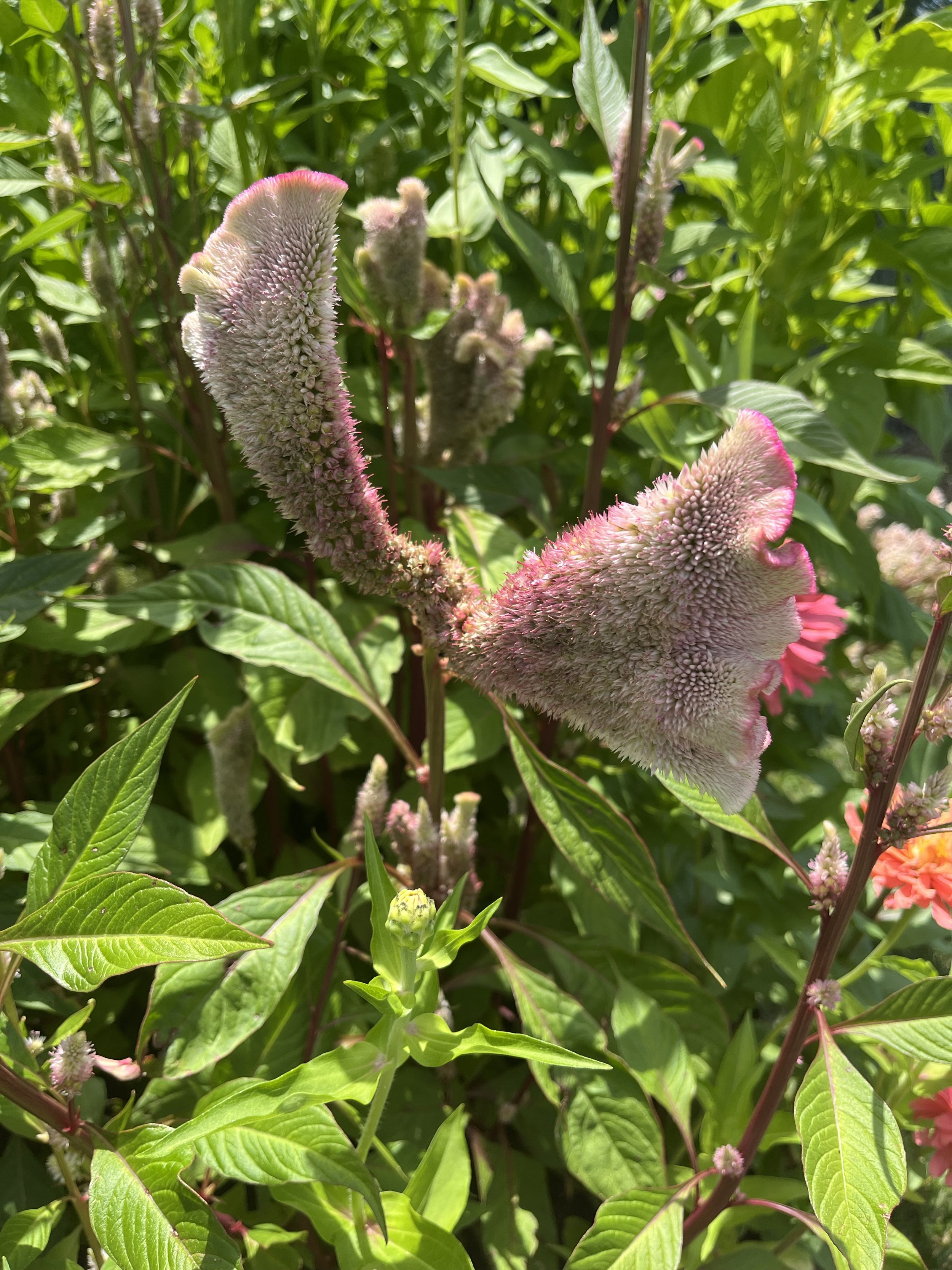 dusty rose 6.jpg