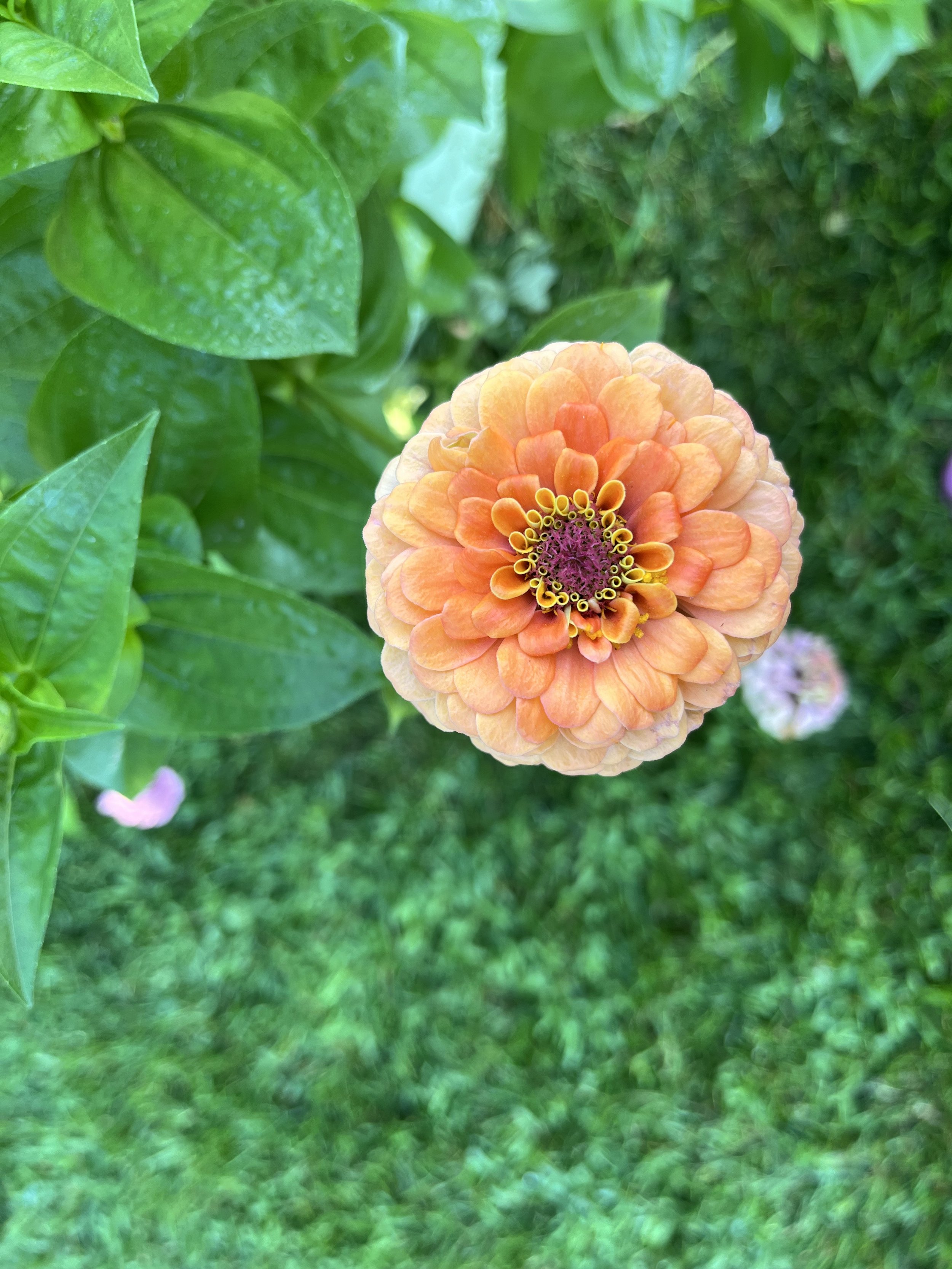 IMG_0601.jpeg