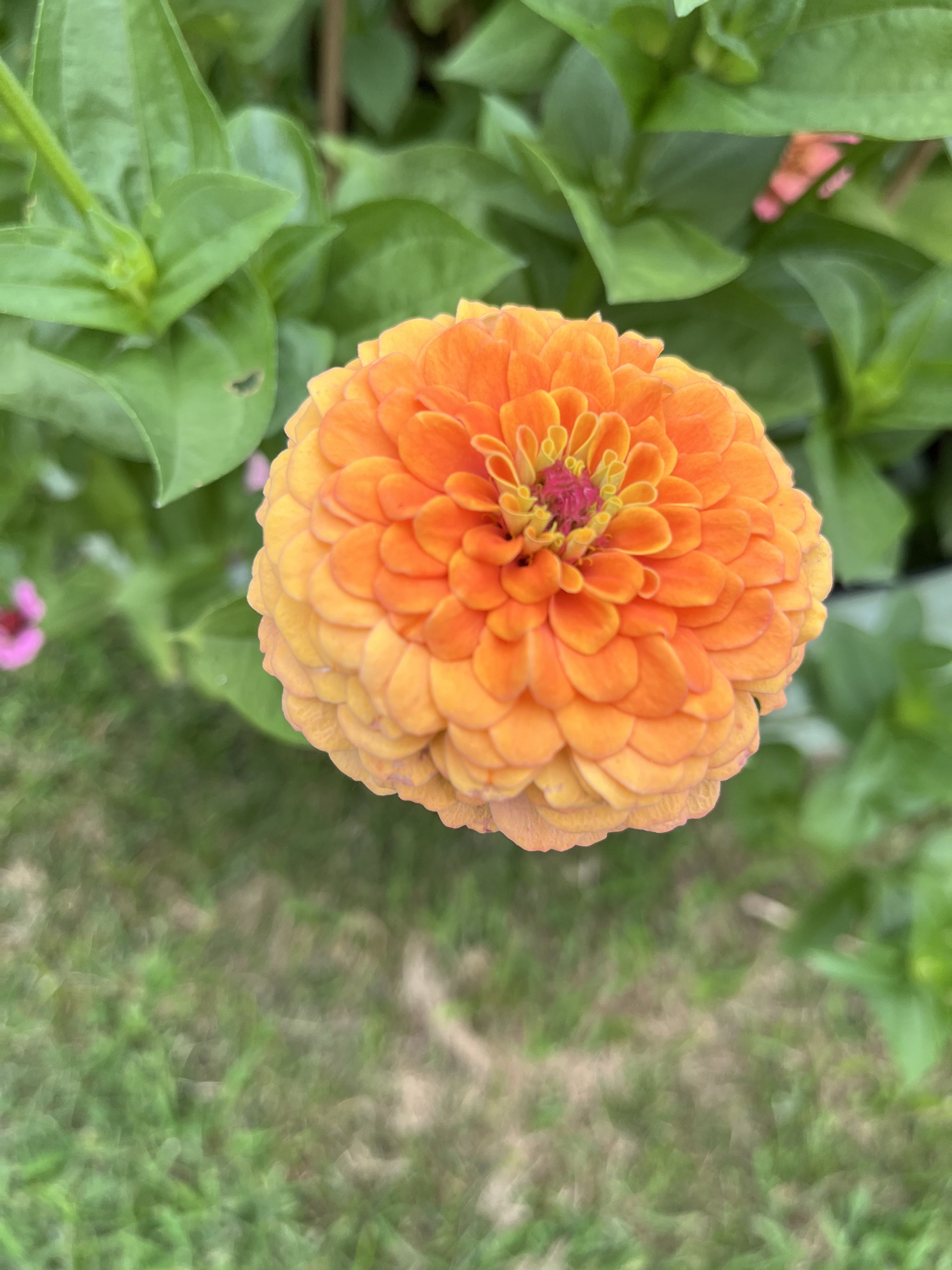IMG_0658.jpeg