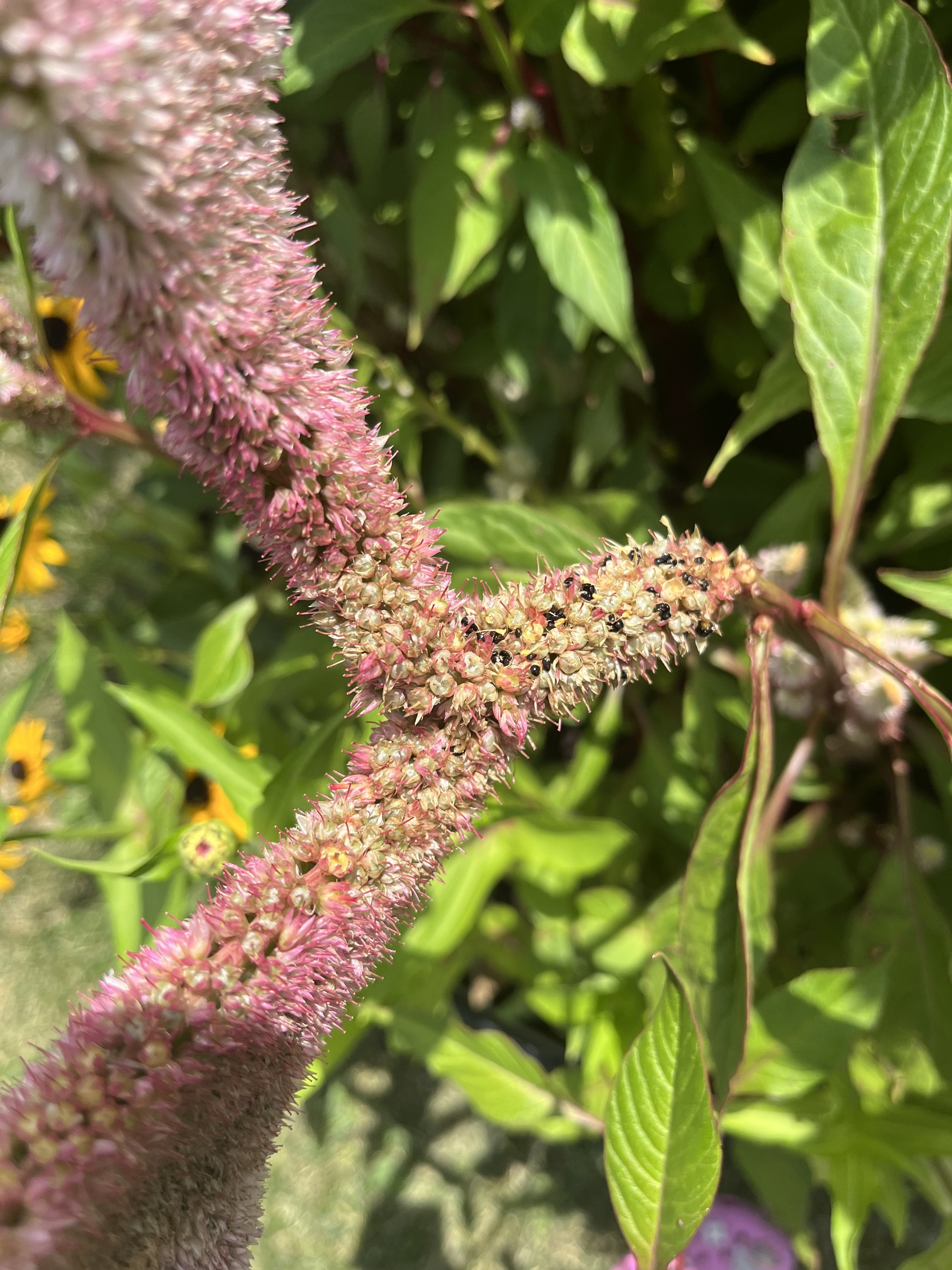 IMG_0279 3.jpeg