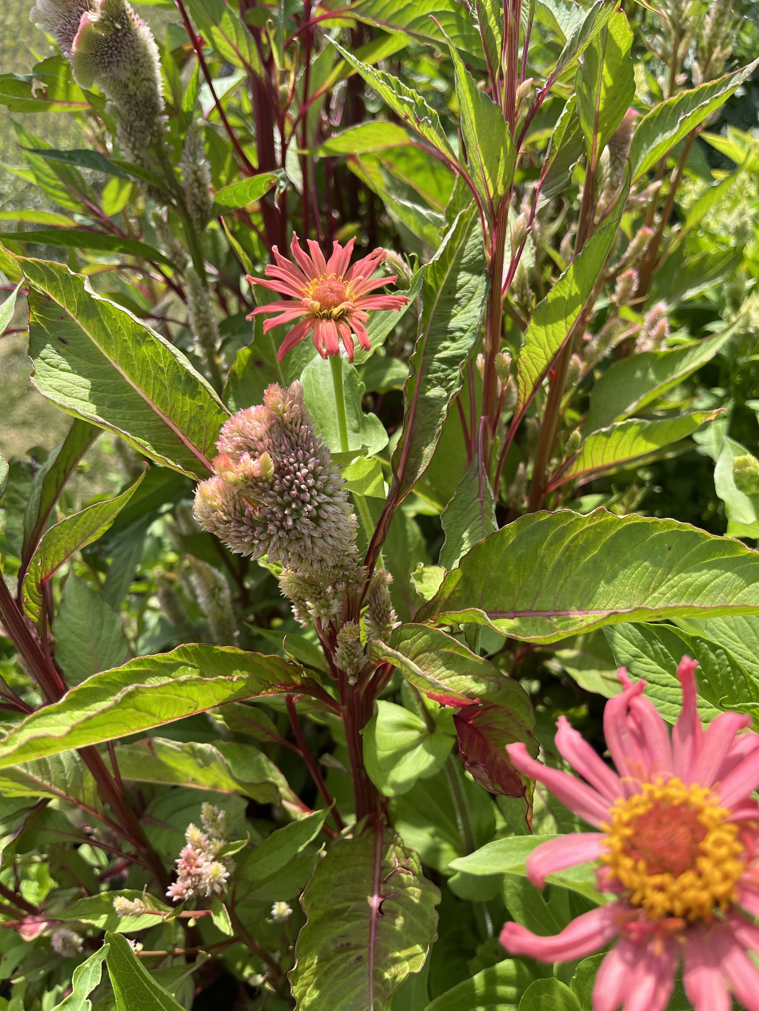 dusty rose 2.jpg