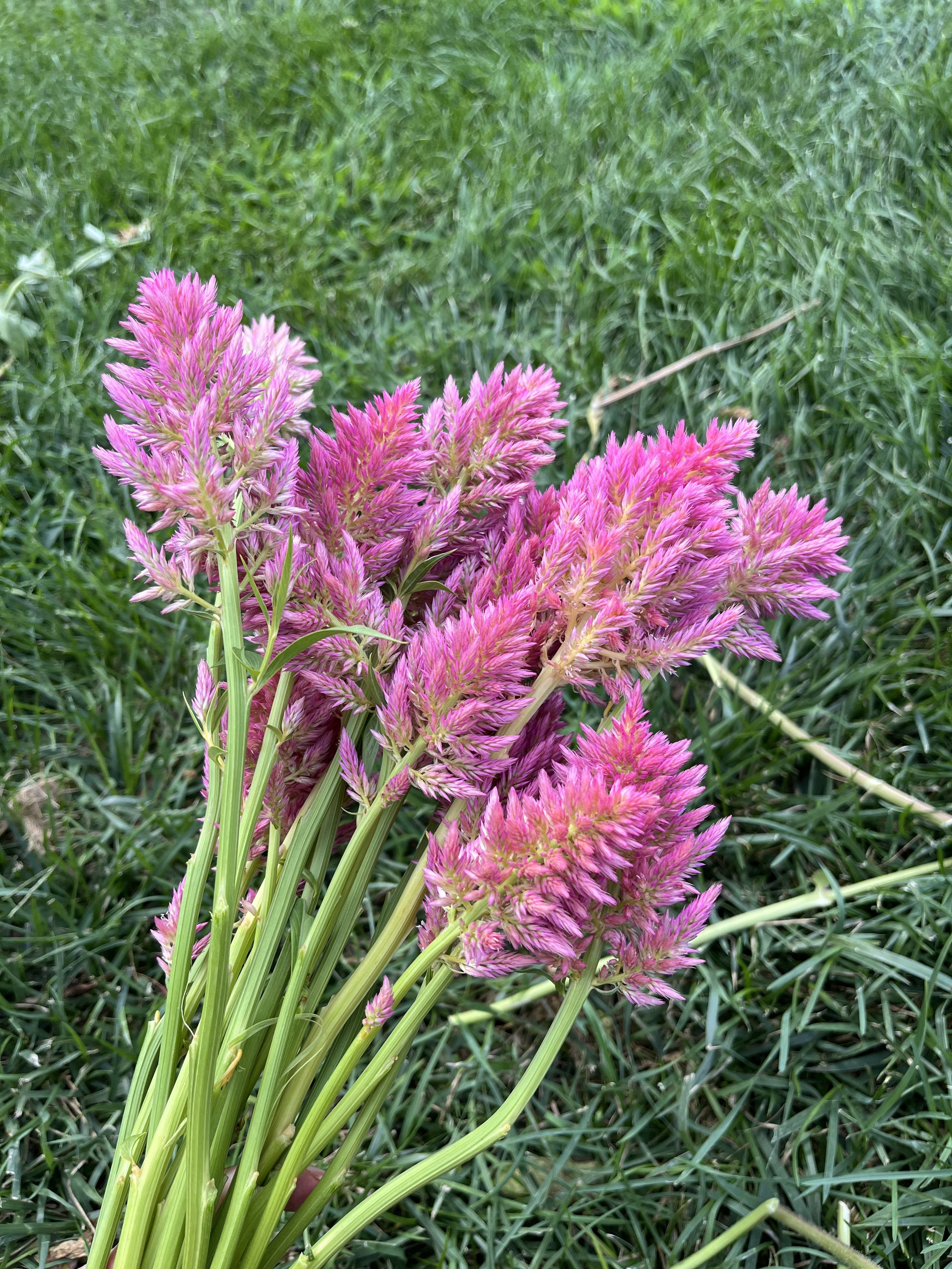 IMG_0707.jpeg