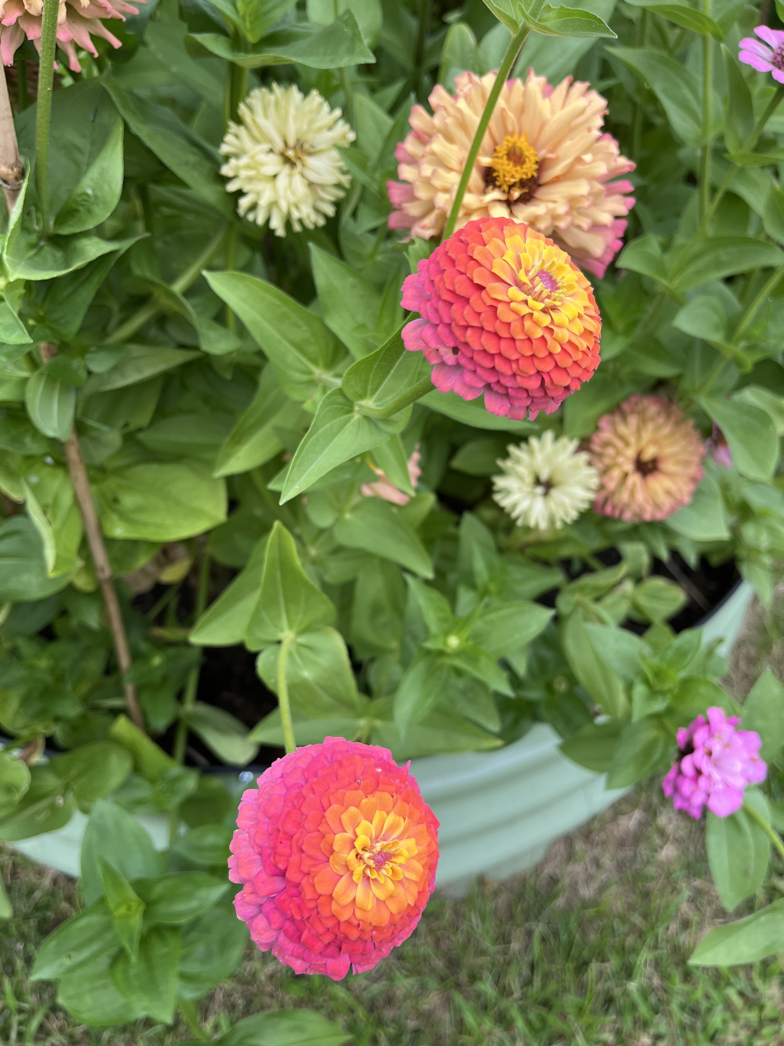IMG_0657.jpeg