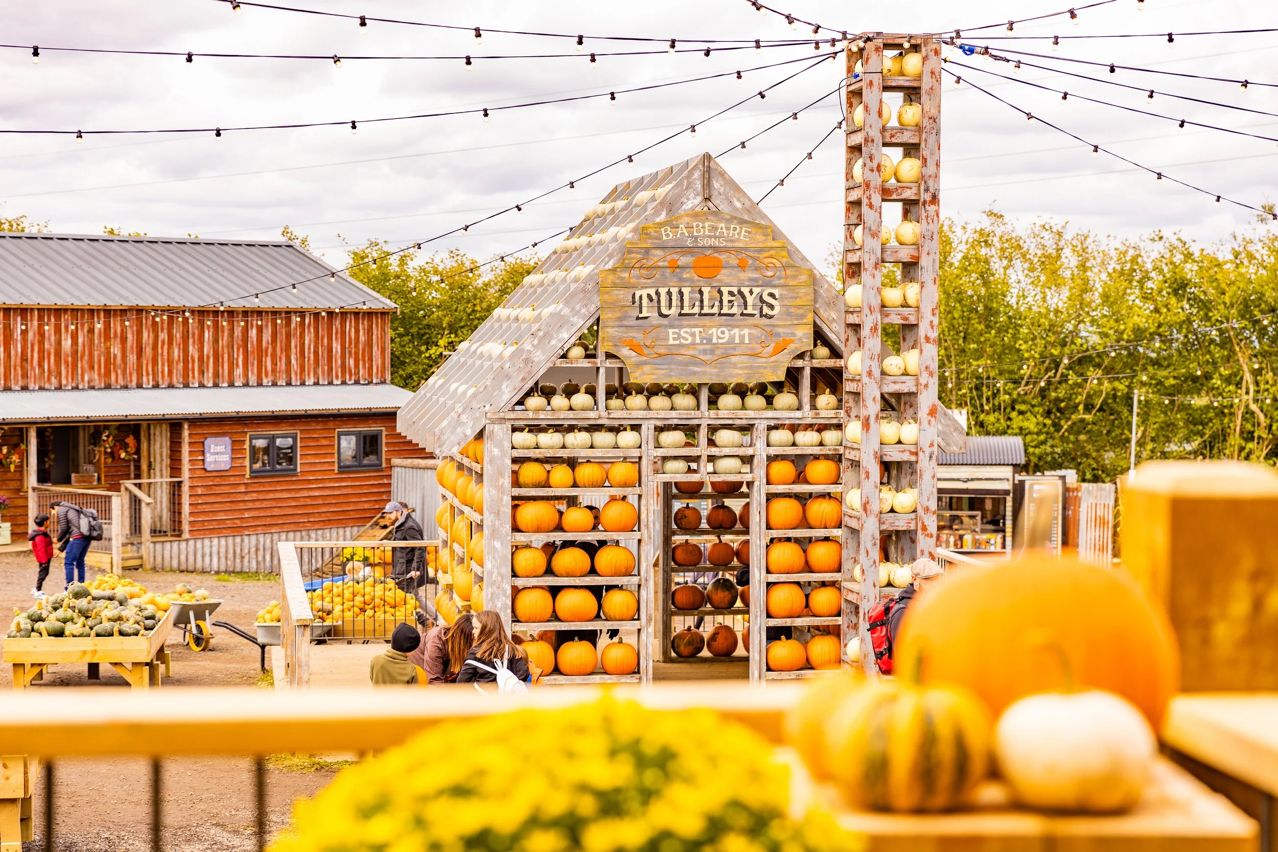 These are the best pumpkin patches in Sussex