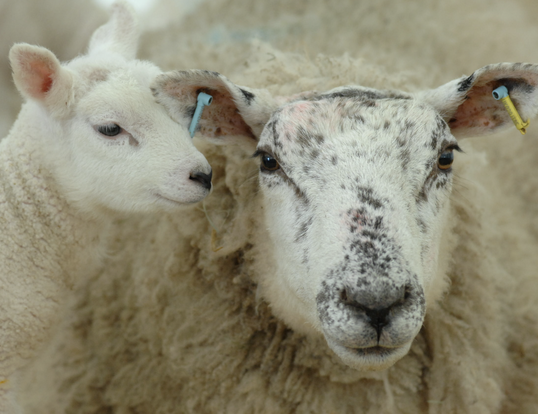 Willows Activity Farm Hertfordshire