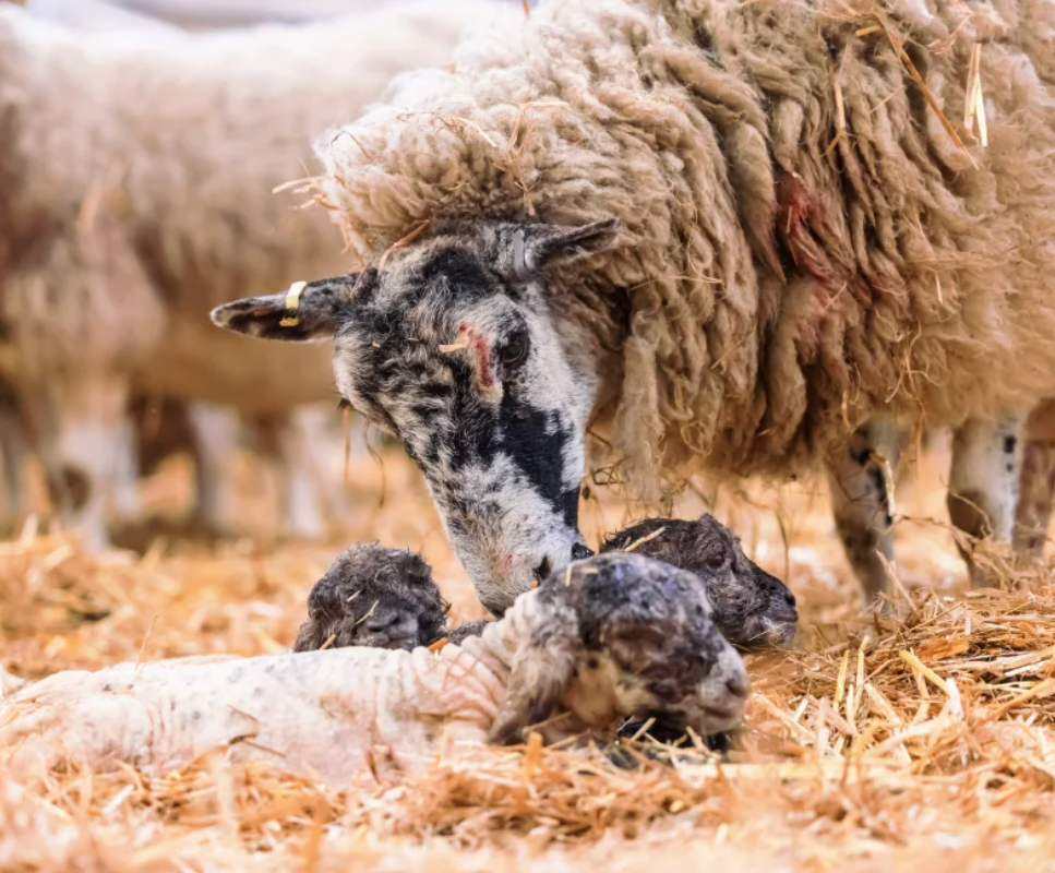 Bocketts Farm Park Surrey