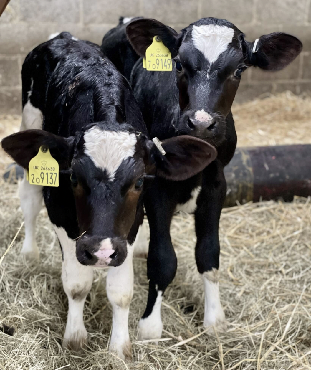 visit lambs near London