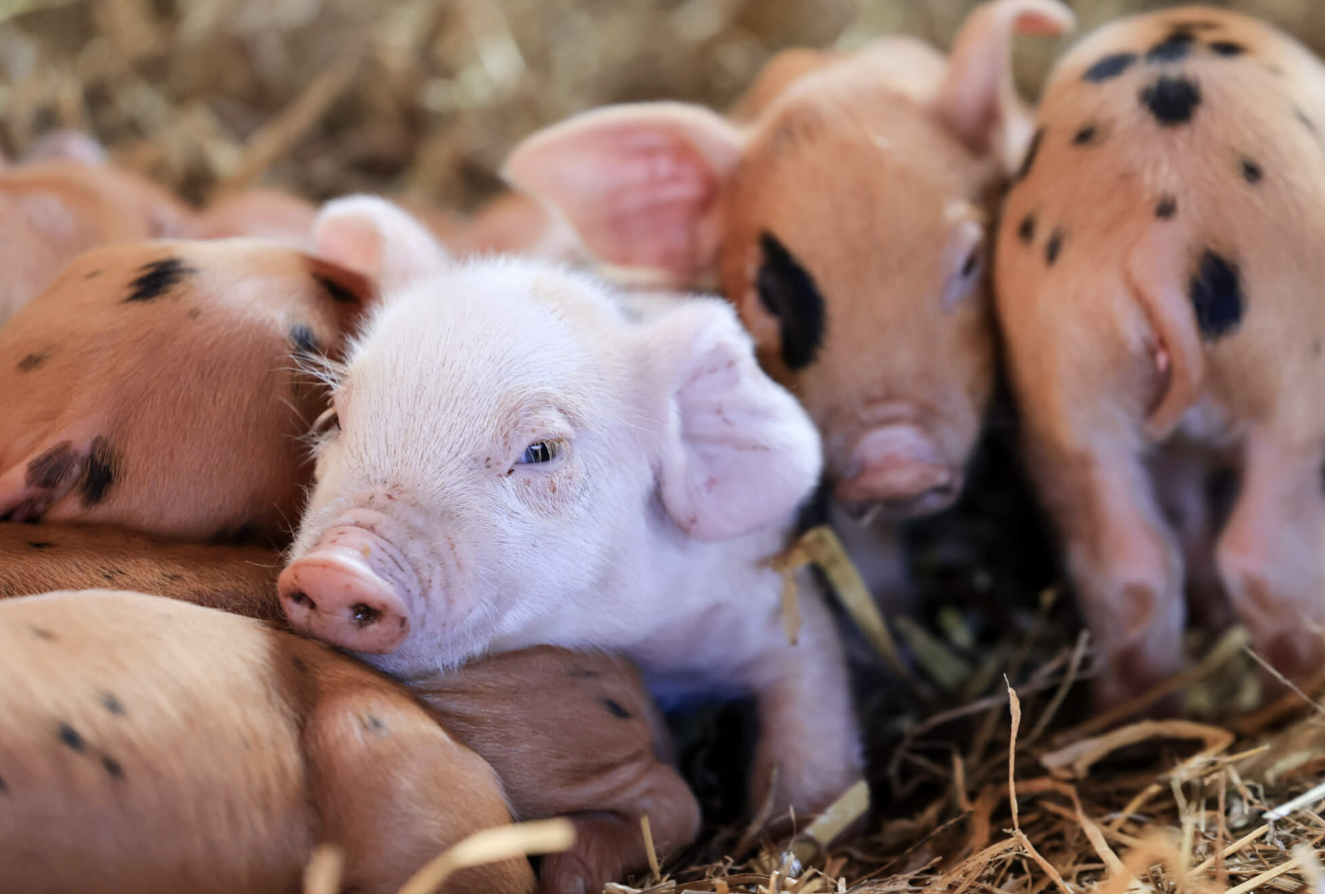 visit lambs near London