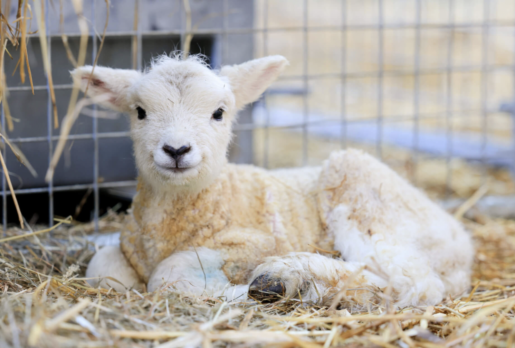 visit lambs near London