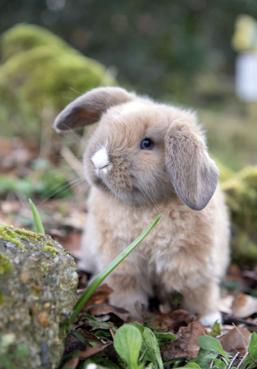 visit lambs near London