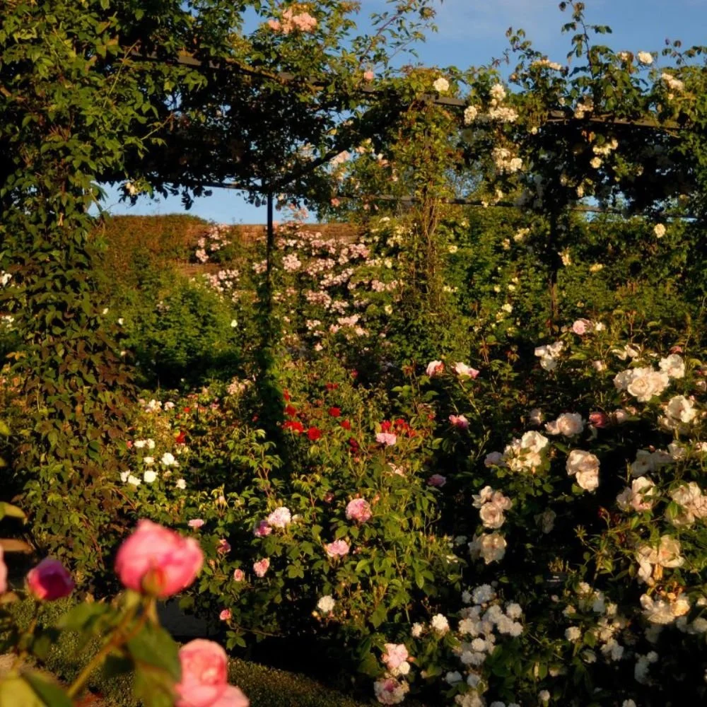 The Alnwick Garden.jpg
