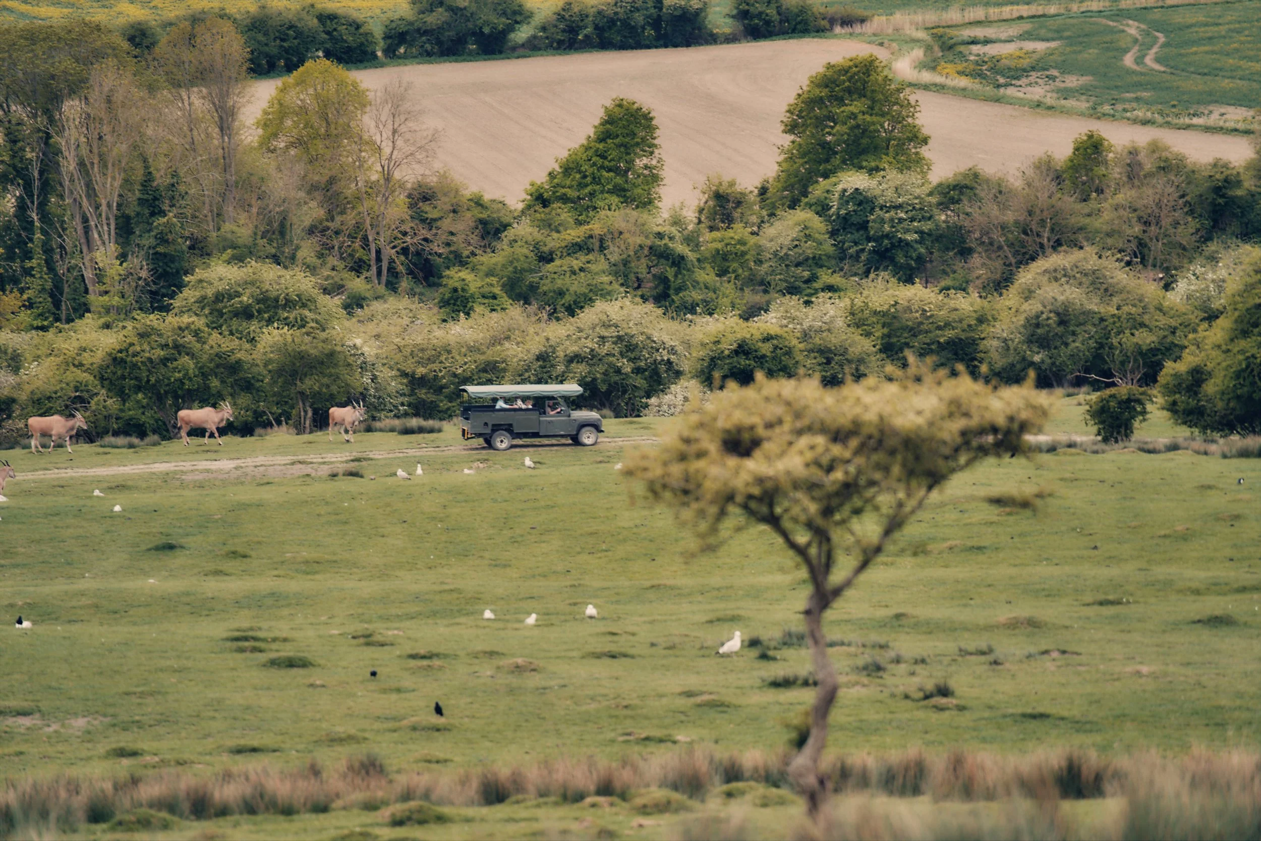 Port Lympne Hotel & Reserve