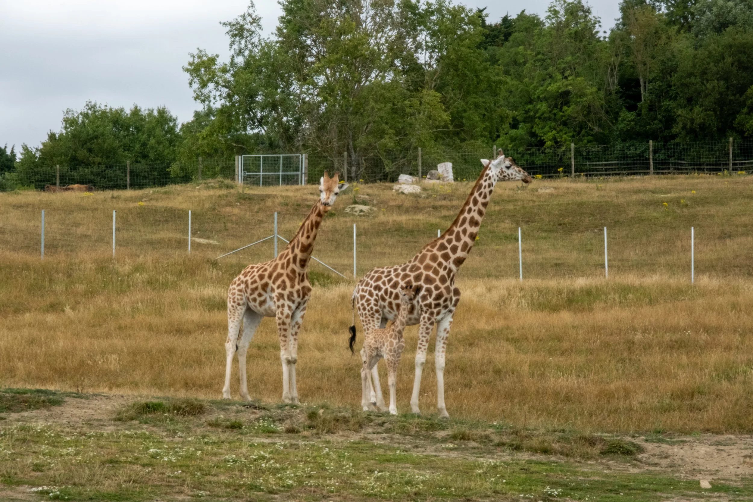 Port Lympne Hotel & Reserve