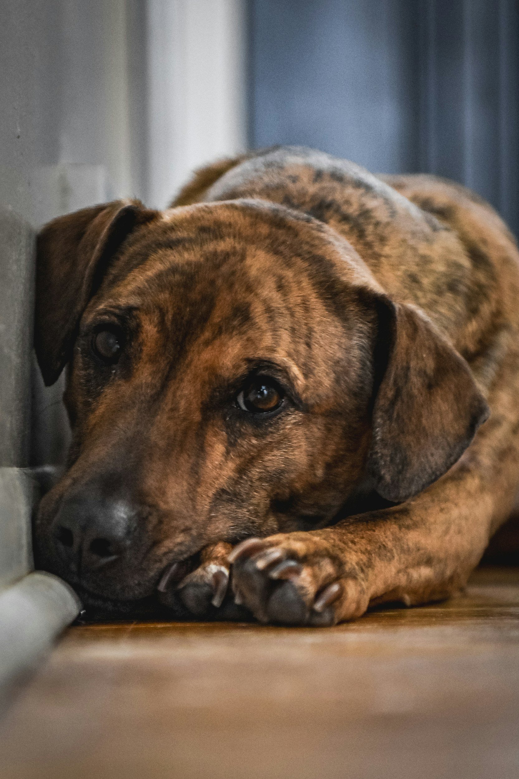 Hundeverhaltensanalyse Allgäu