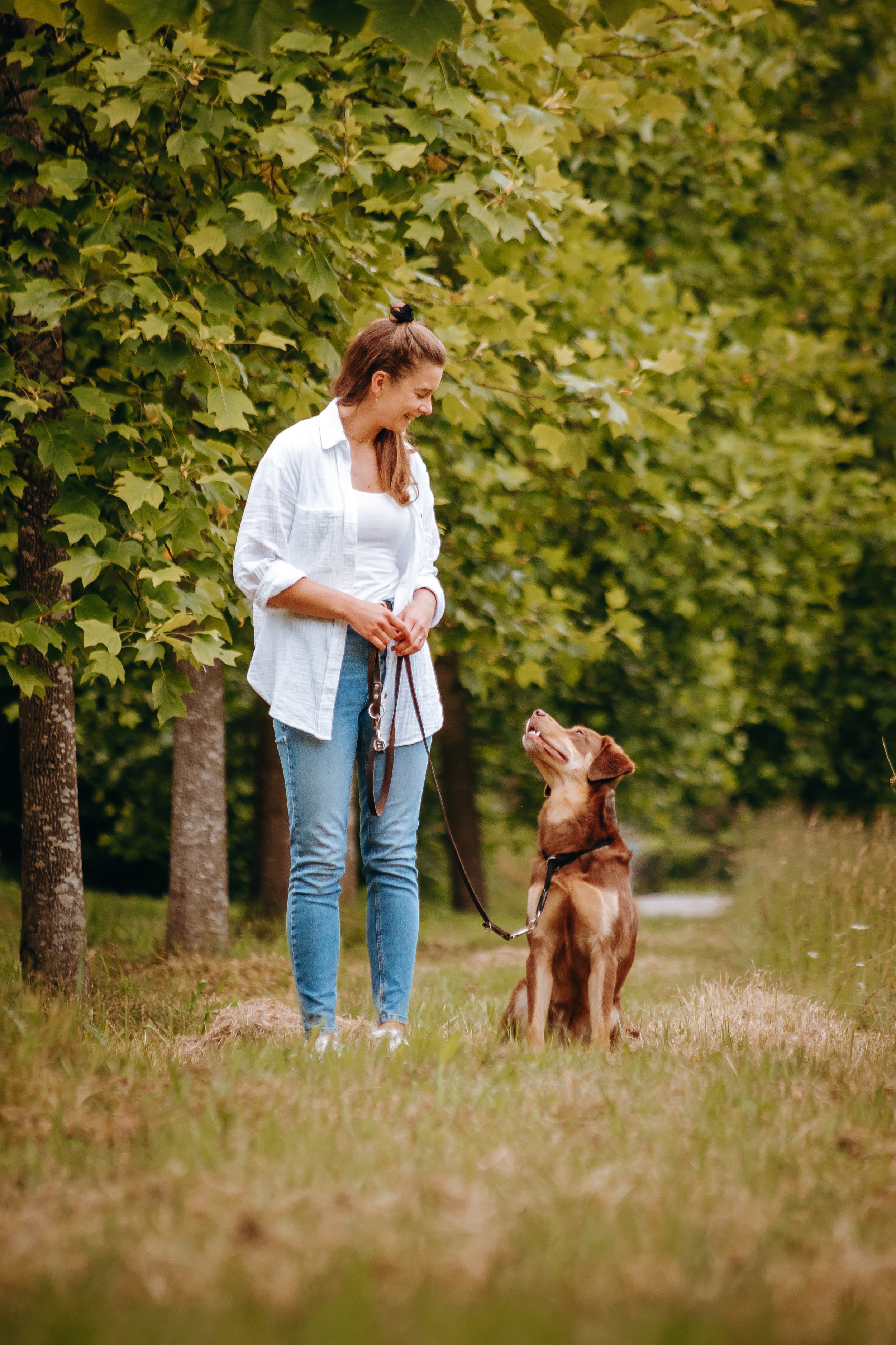 Hundetrainingserziehungskurs
