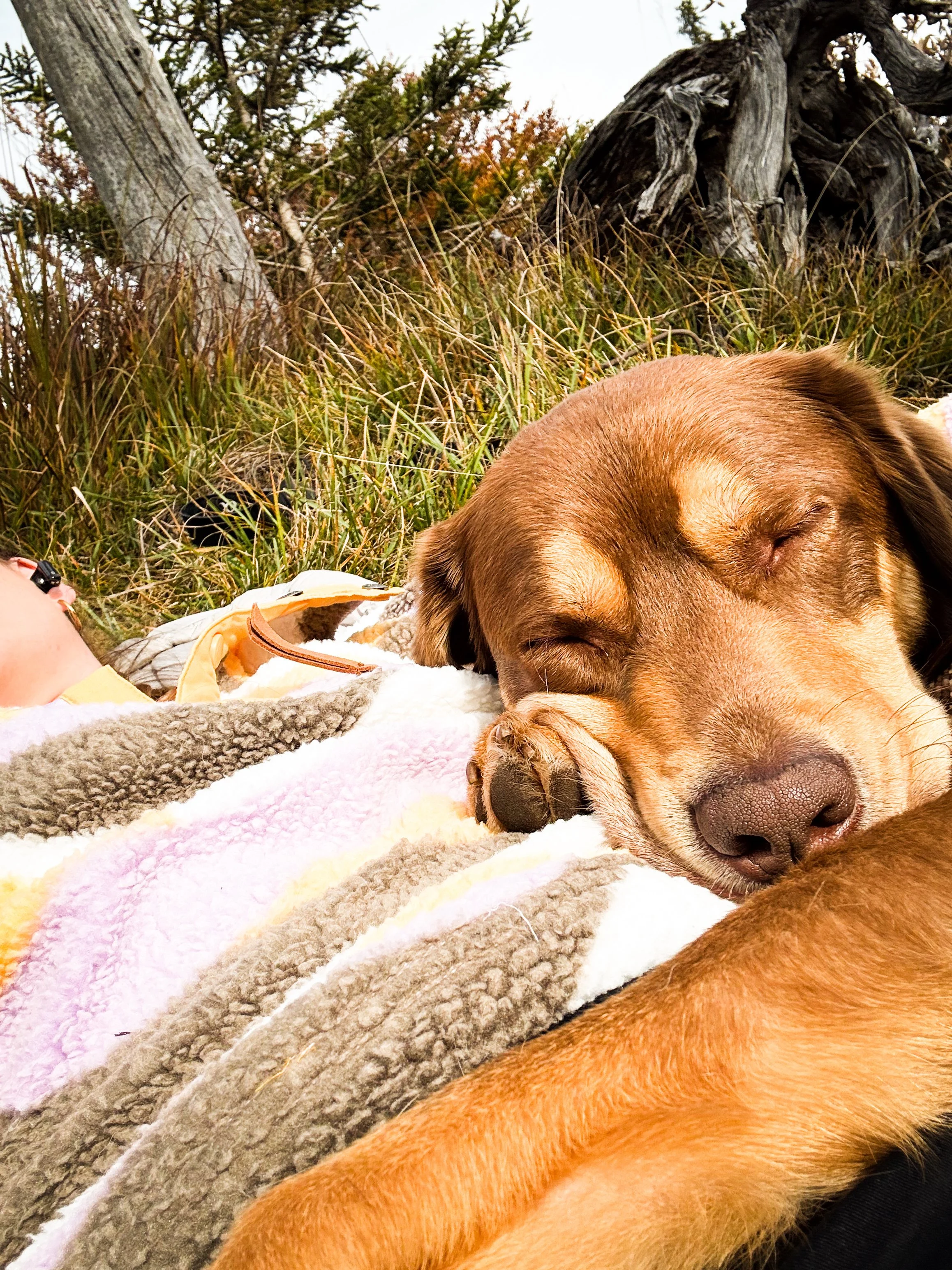Hundetraining für hibbelige Hunde