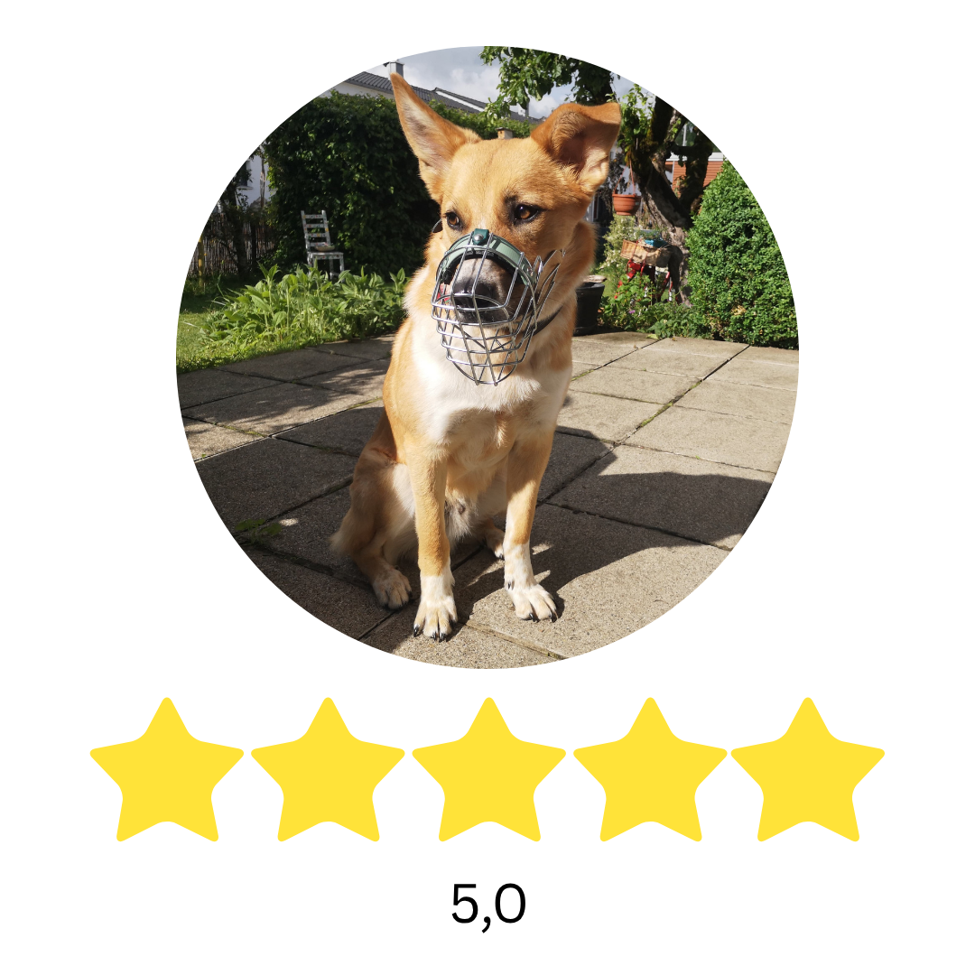 Bestes Hundetraining im Allgäu